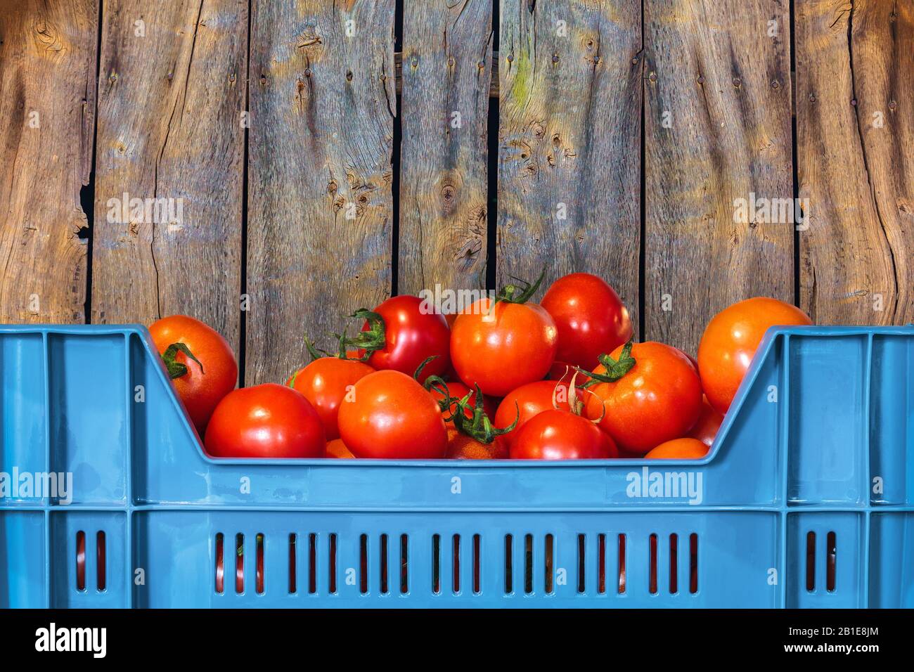 Blaue Kiste mit frischen Tomaten vor einem alten Holzhintergrund Stockfoto