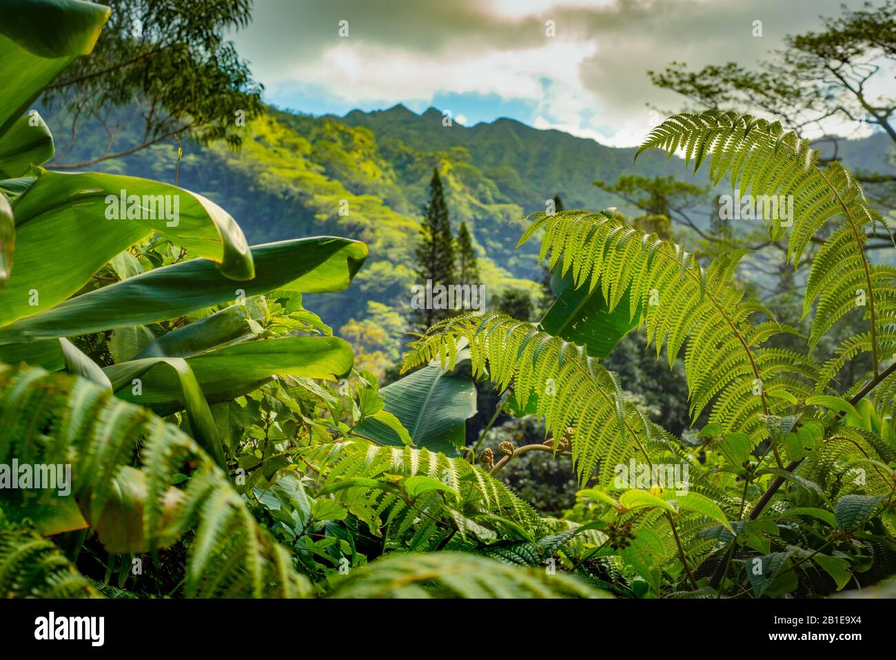 Üppiges Laub in einem tropischen Regenwald Mit Bergen im Hintergrund auf Hawaii Stockfoto