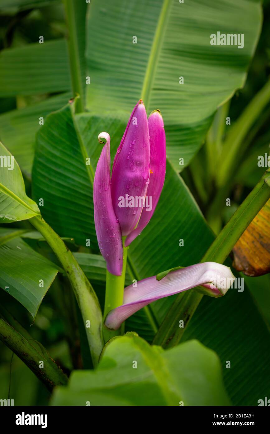 Lila blhende banane -Fotos und -Bildmaterial in hoher Auflsung  Alamy