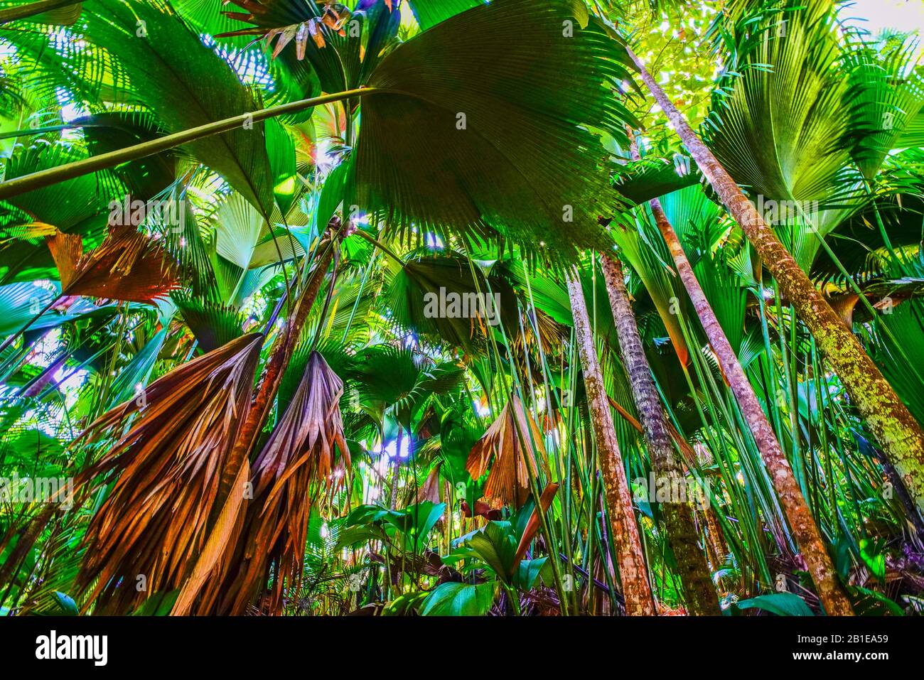 Latannyen lat (Verschaffeltia splendida) oder Tilt Palm im Vallée de Mai Nature Reserve, Praslin Island, Seychellen. UNESCO-Weltkulturerbe. Stockfoto