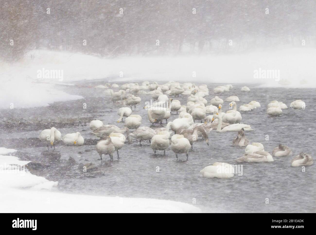 Whooper Swan (Cygnus cygnus), Whooper schwängt im Schneesturm am Kussharo Lake, Japan, Hokkaido Stockfoto