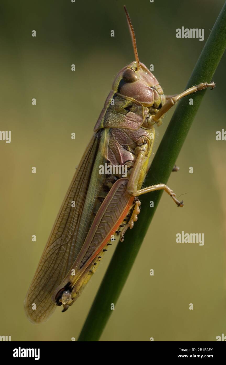 Große Moorgrasmücke (Mecostetus grossus, Stethophyma grossum), an einem Spross sitzend, Seitenansicht, Niederlande Stockfoto