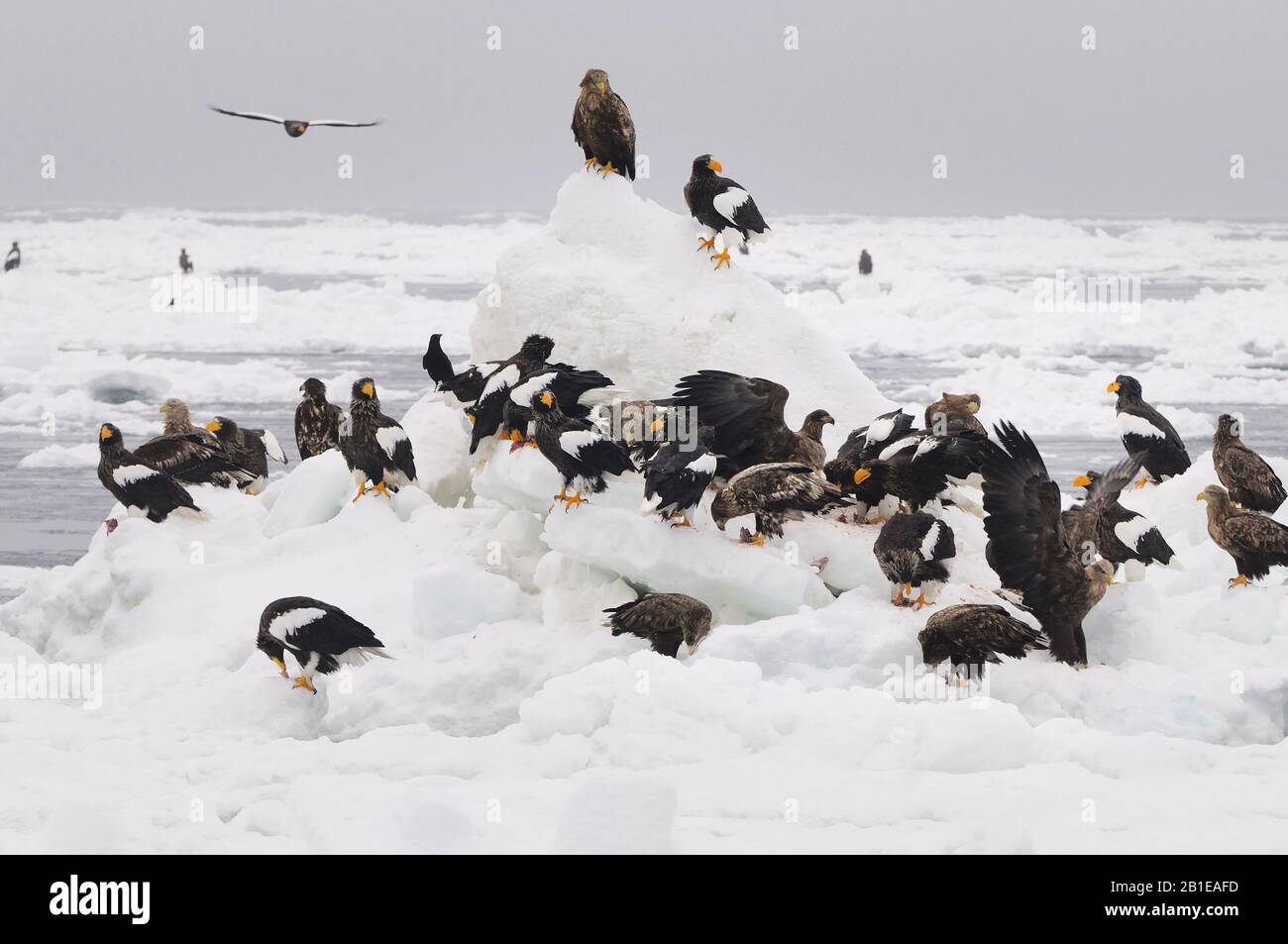 Sellers Seeadler (Haliaetus pelagikus), mit Weißwedeladlern, Japan, Hokkaido Stockfoto