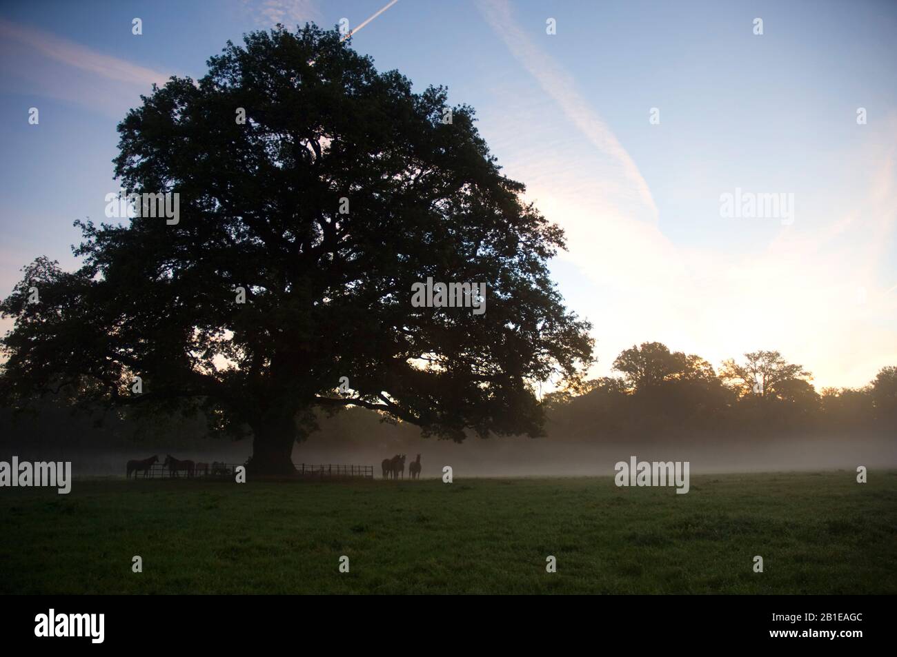 Eiche (Quercus spec.), Alte Eiche bei Sonnenaufgang, Niederlande Stockfoto
