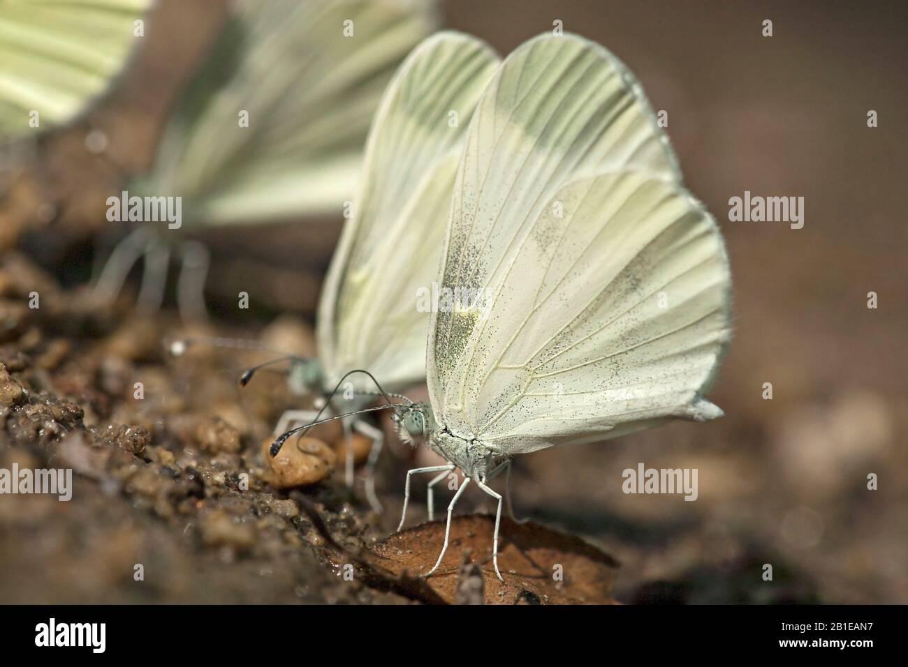 Holz-Weiß-Schmetterling, Holz-Weiß (Leptidea sinapis), saugen Mineralien aus dem Boden, Ungarn Stockfoto