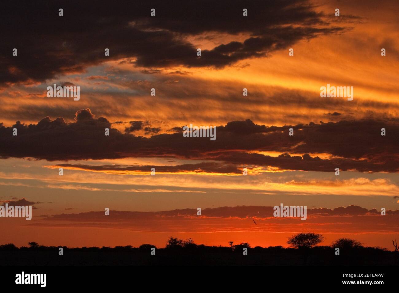 Sonnenuntergang am Etosha, in Namibia, im Etosha National Park Stockfoto