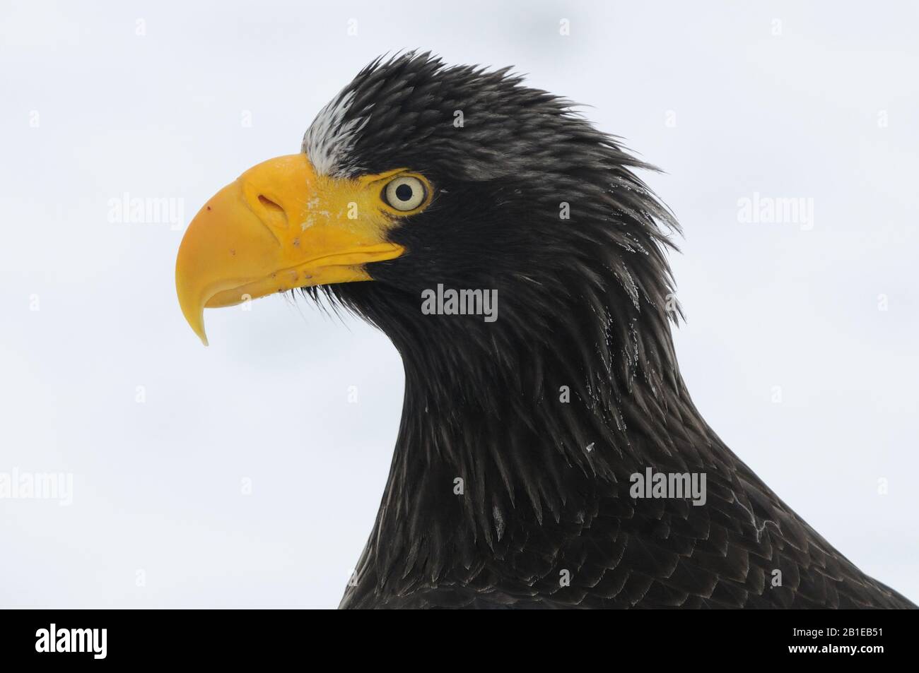 Sellers Seeadler (Haliaetus pelagikus), Porträt, Japan, Hokkaido Stockfoto