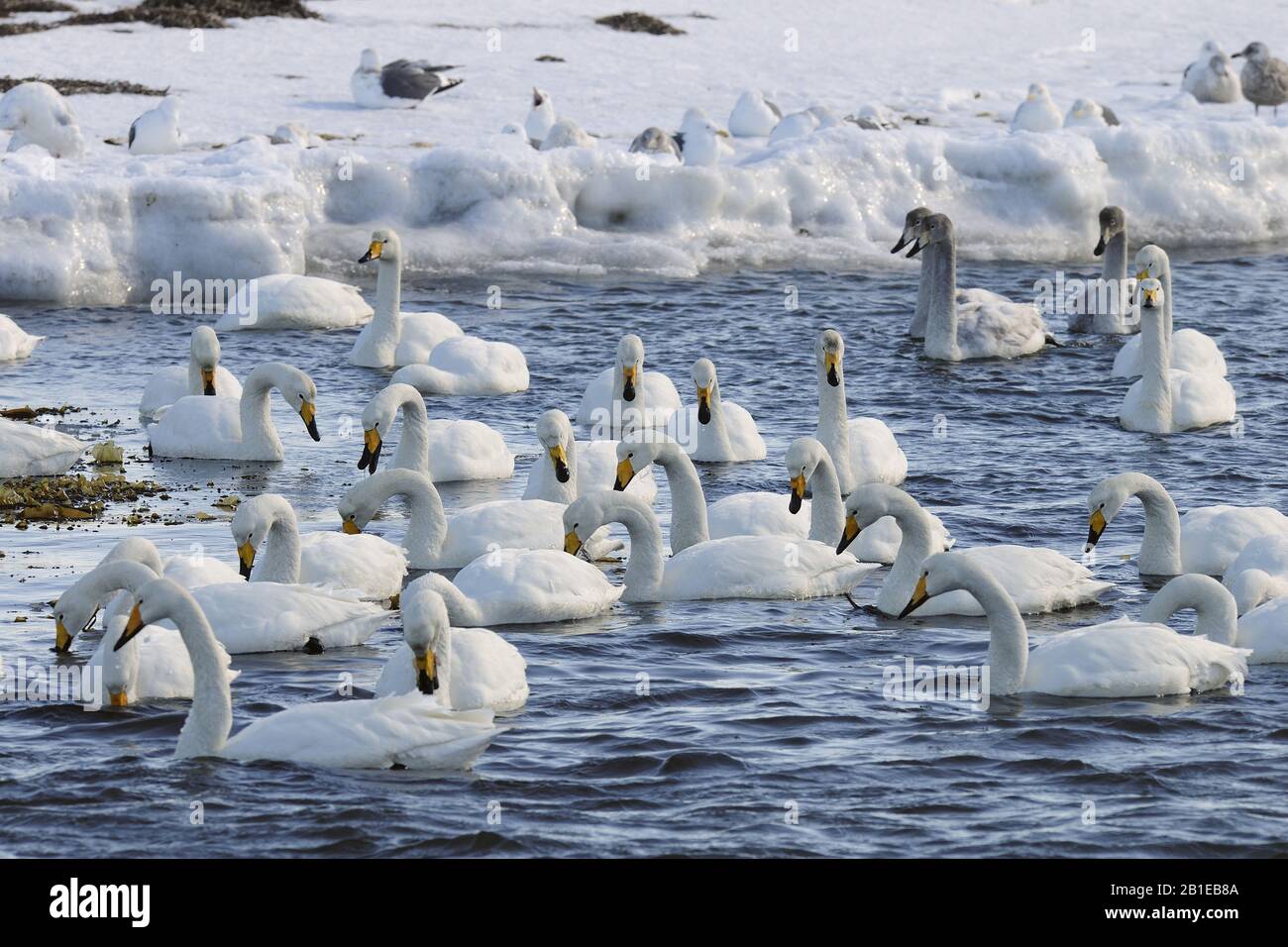 Whooper Swan (Cygnus cygnus), Whooper schwängt auf Edge Pack-Eis, Japan, Hokkaido Stockfoto
