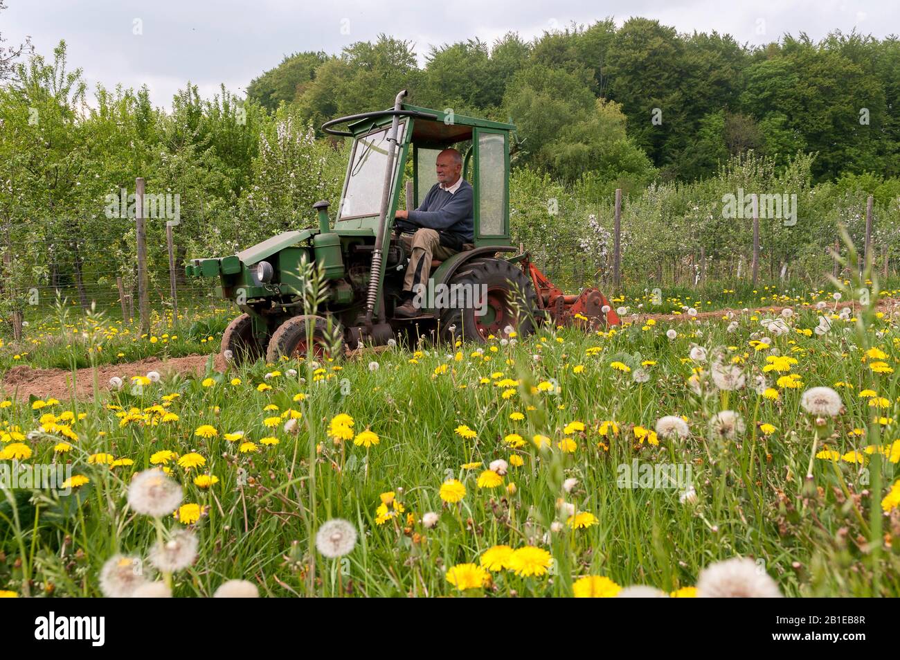 Gärtner am Traktor, Deutschland, Schleswig-Holstein Stockfoto
