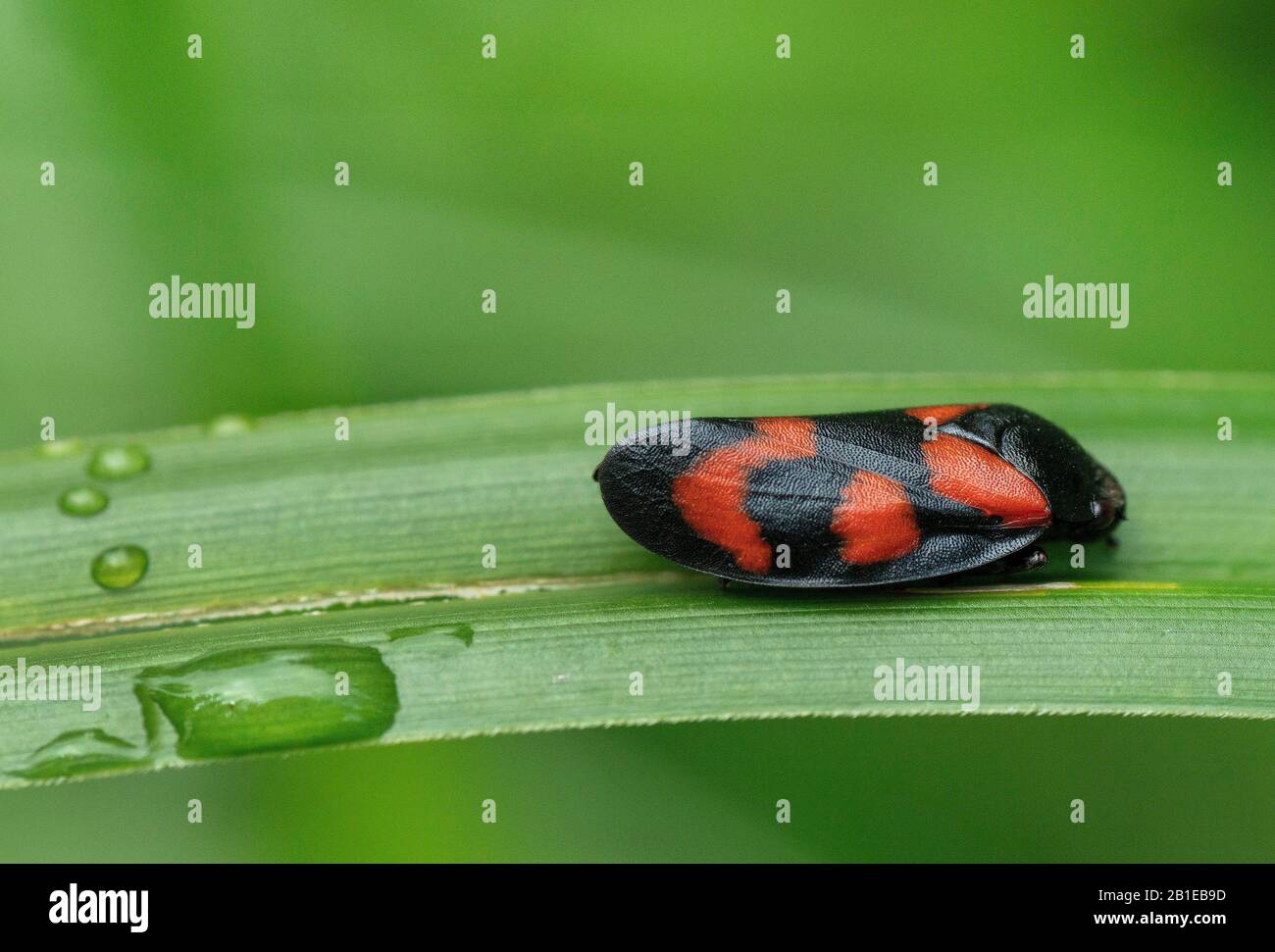 Rot-schwarzer Froschkupfer (Cercopis vulnerata, Cercopis sanguinea), auf einem Blatt, Deutschland, Bayern, Murnauer Moos Stockfoto