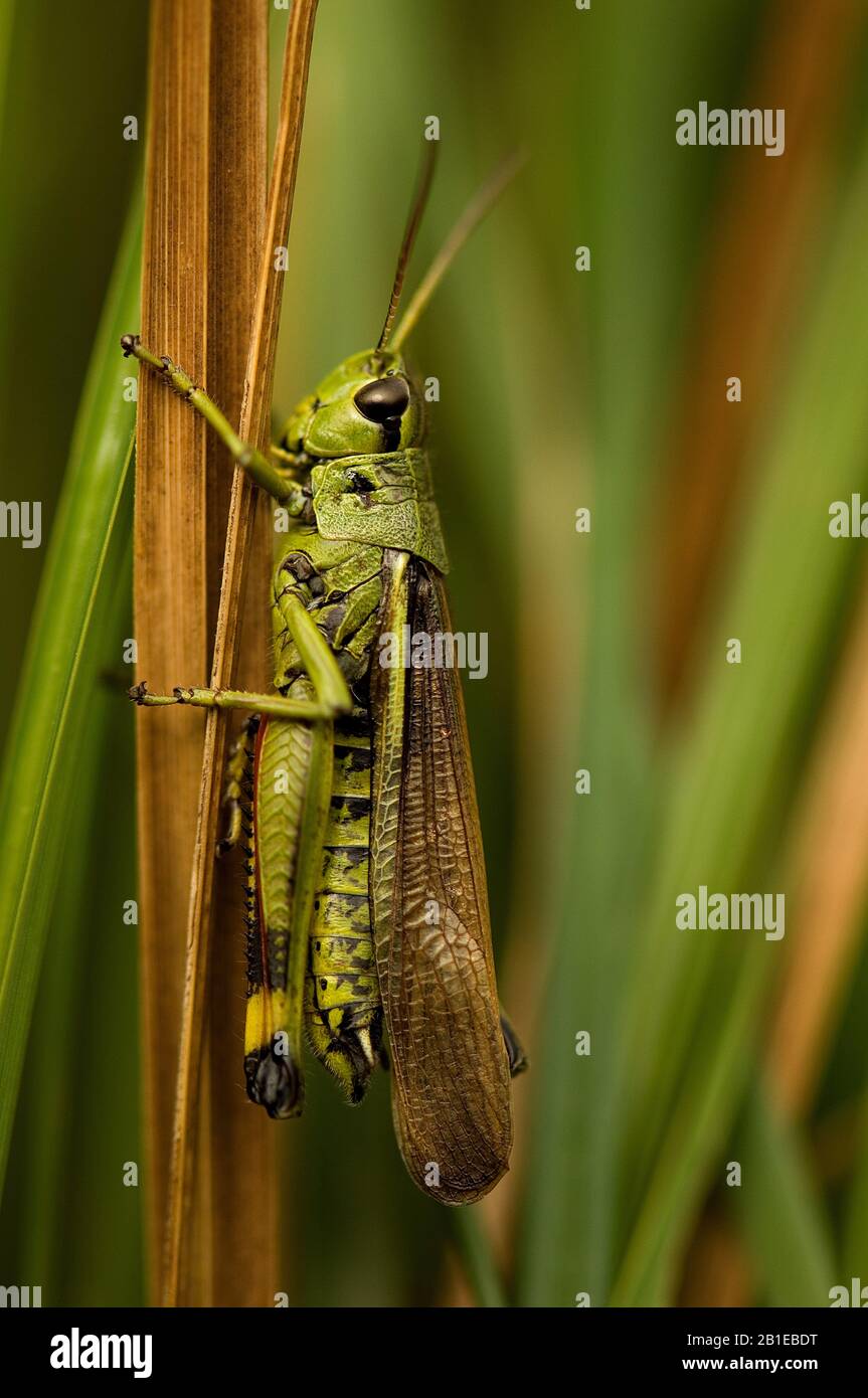 Große Moorgrasmücke (Mecostetus grossus, Stethophyma grossum), an einem Speer sitzend, Seitenansicht, Niederlande Stockfoto