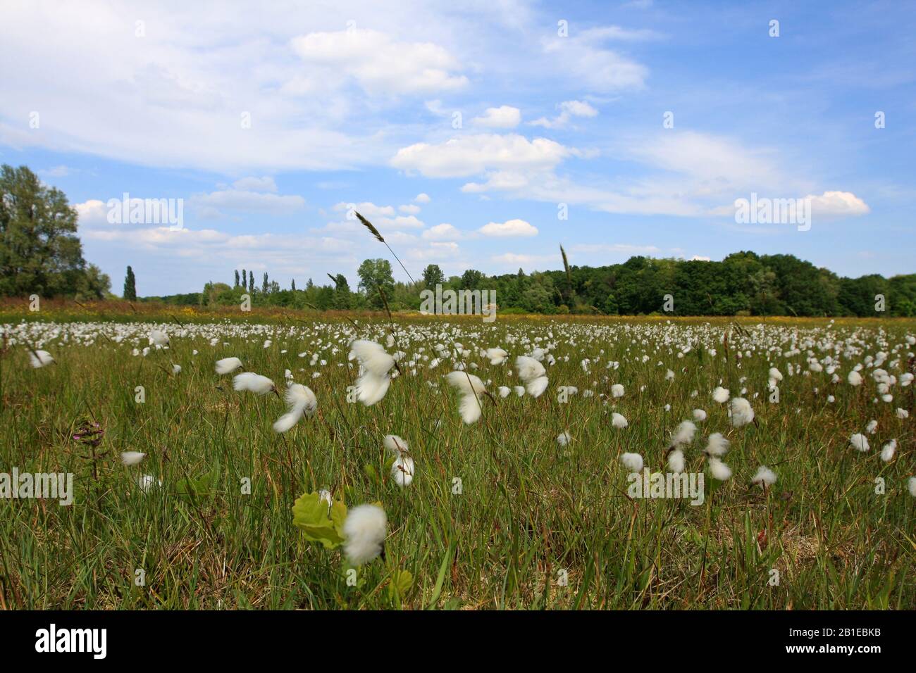 Gemeines Baumwollgras, Schmalblättriges Baumwollgras (Eriophorum angustifolium), Naturreservat Laegeskamp, Niederlande Stockfoto