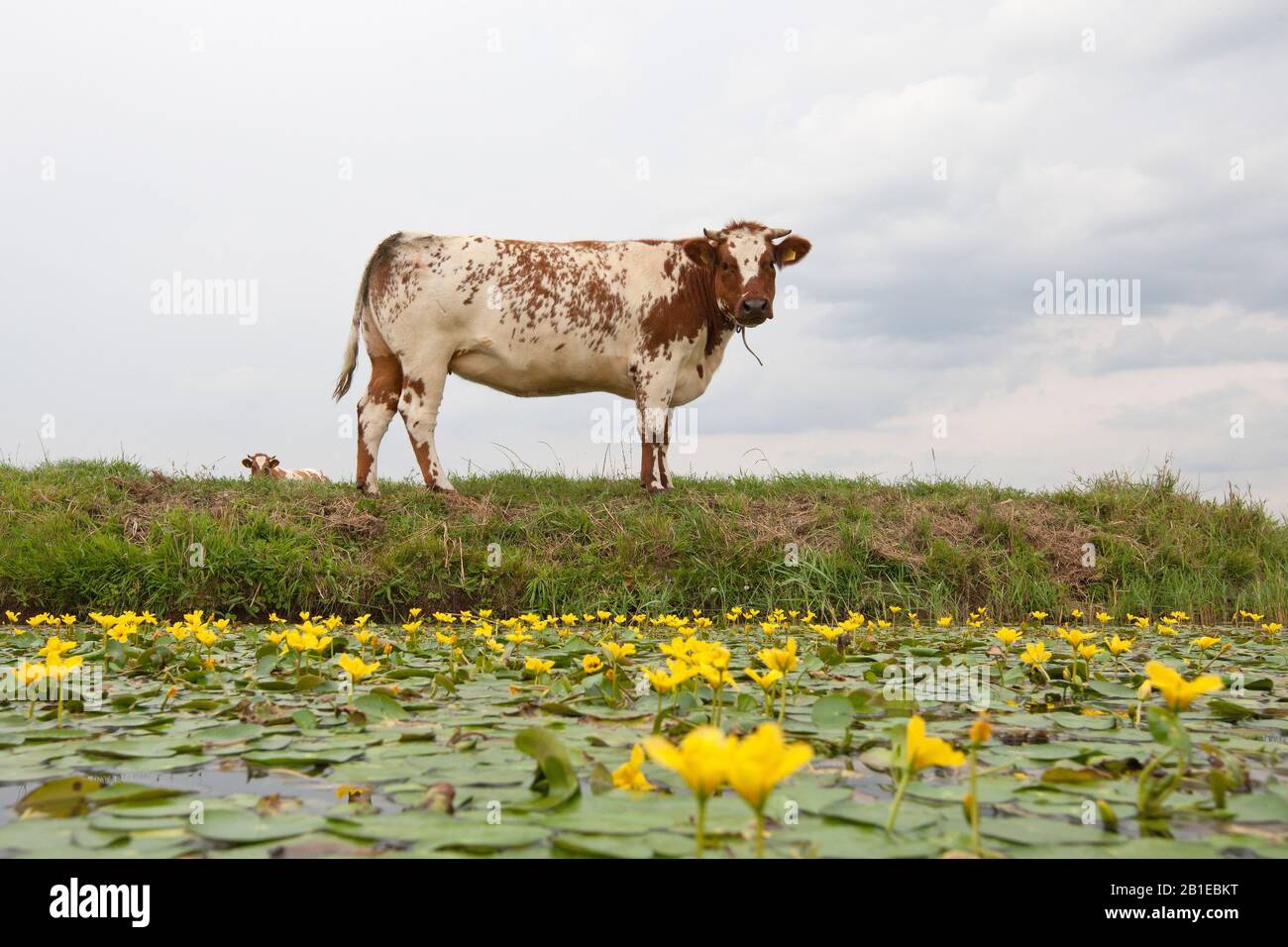 Hausrinder (Bos primigenius f. Taurus), Kuh zusammen mit Graben mit Wasserfringe, Niederlande, Nordniederland, Weesp Stockfoto