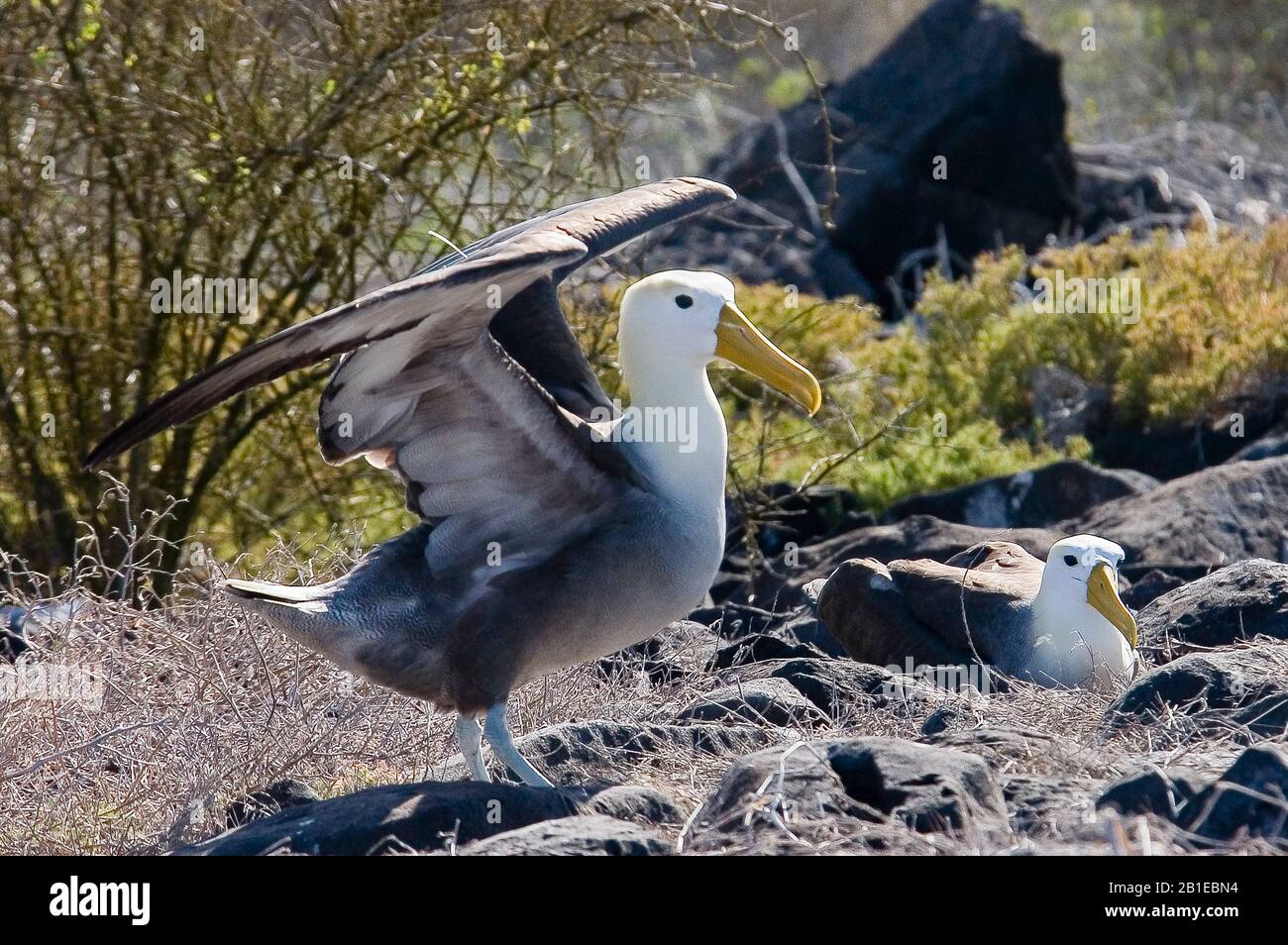 Welled Albatross, Galapagos Albatross (Diomedea irrorata, Phoebastria irrorata), Flaps its Wings, Ecuador, Galapagos Inseln, Isla Espanola Stockfoto