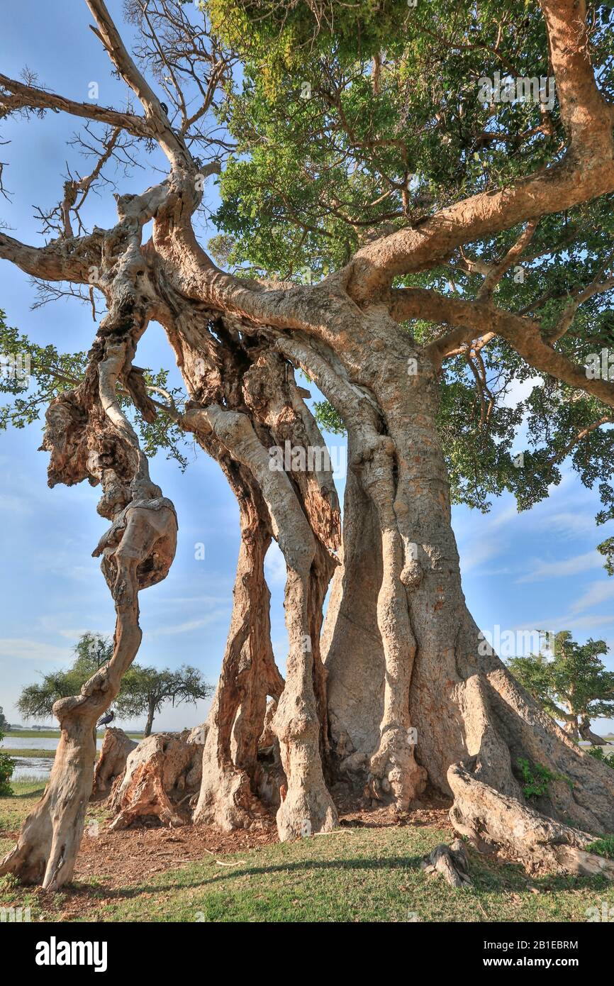 Riesensycamore Fig oder Sycamore (Ficus sycomorus) mehrjährig, riesenreich, Rift Valley, Äthiopien Stockfoto