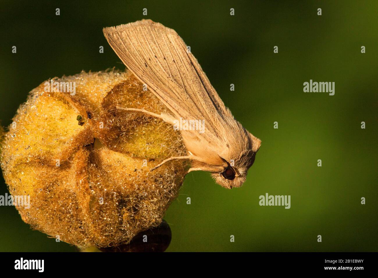 Lage Wainscot, Insel Wight Wainscot (Rhizedra lutosa), liegt an einer Frucht, Niederlande, Frisia, Oldeberkoop Stockfoto