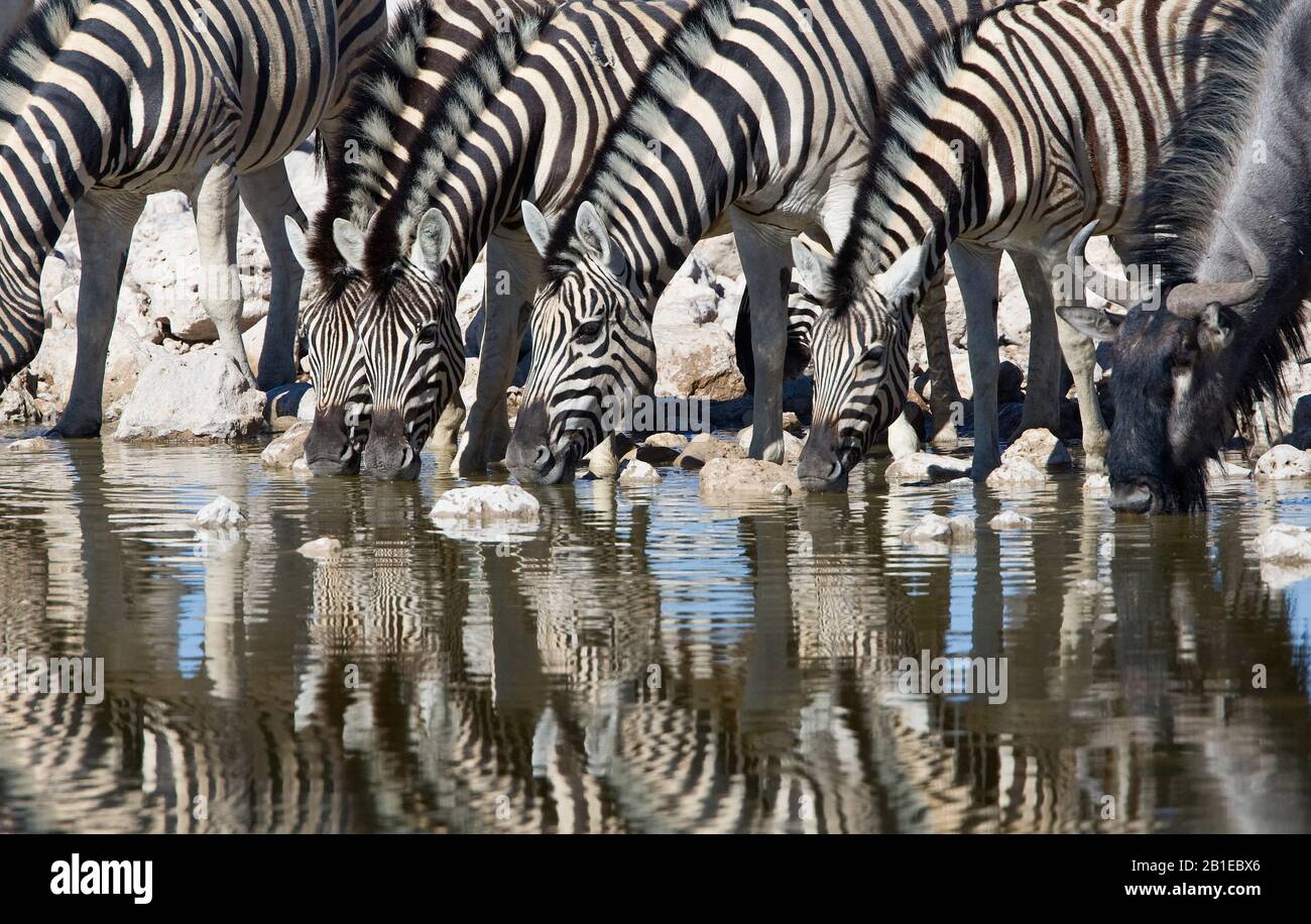Burchells Zebra, Zebra, übliches Zebra, schlichtes Zebra (Equus quagga burchelli, Equus burchelli), eine Herde Zebras trinkt zusammen mit einem Wildebeest in einem Wasserloch, in Namibia, im Etosha-Nationalpark Stockfoto