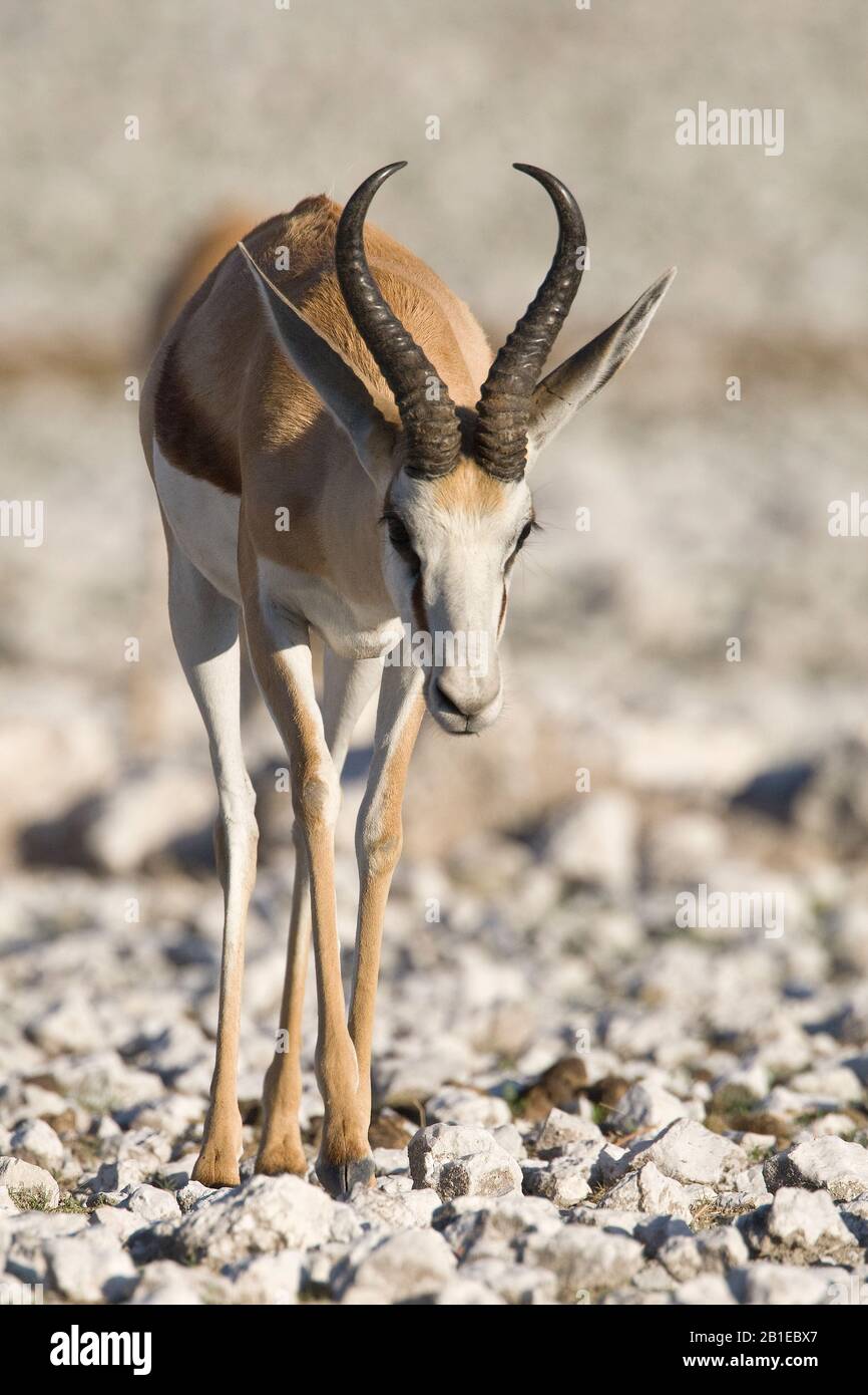 Springbuck, Springbok (Antidorcas marsupialis), männliches gehen auf steinigem Boden, Vorderansicht, Namibia, Etosha-Nationalpark Stockfoto