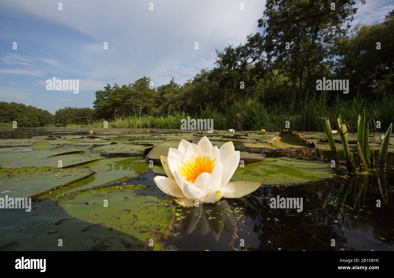 Weiße Seerose, weiße Teichlilie (Nymphaea alba), Blüte, Niederlande, Nordniederland, Wijdemeren, Ankeveen Stockfoto