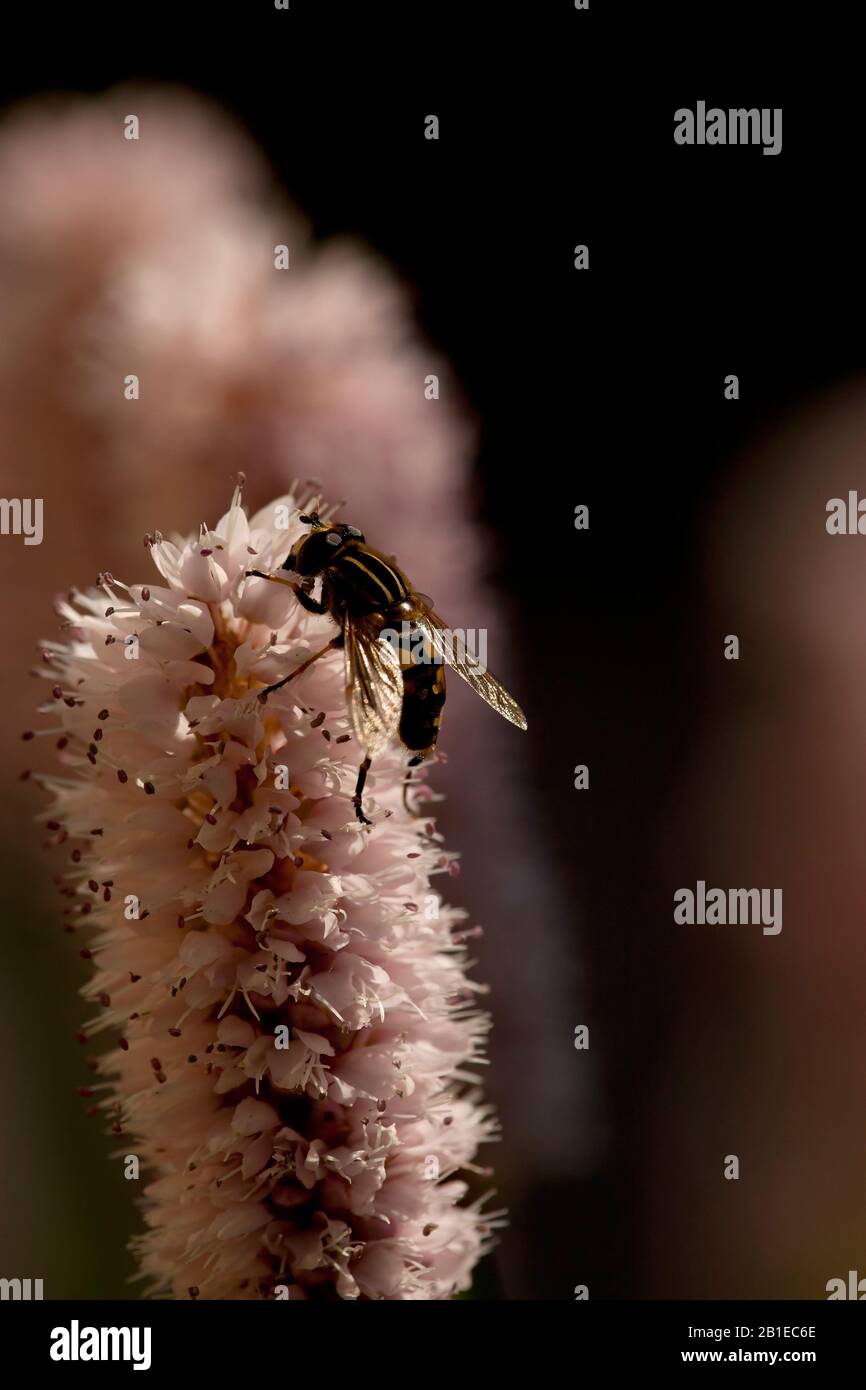 Amphibische Bistorte (Persicaria affinis, Polygonum affine, Bistorta affinis), Inforeszenz mit Hoverfly, Niederlande, Frisia Stockfoto