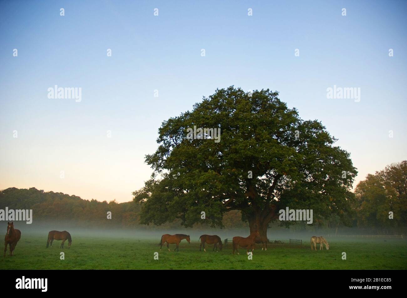 Eiche (Quercus spec.), Alte Eiche bei Sonnenaufgang, Niederlande Stockfoto
