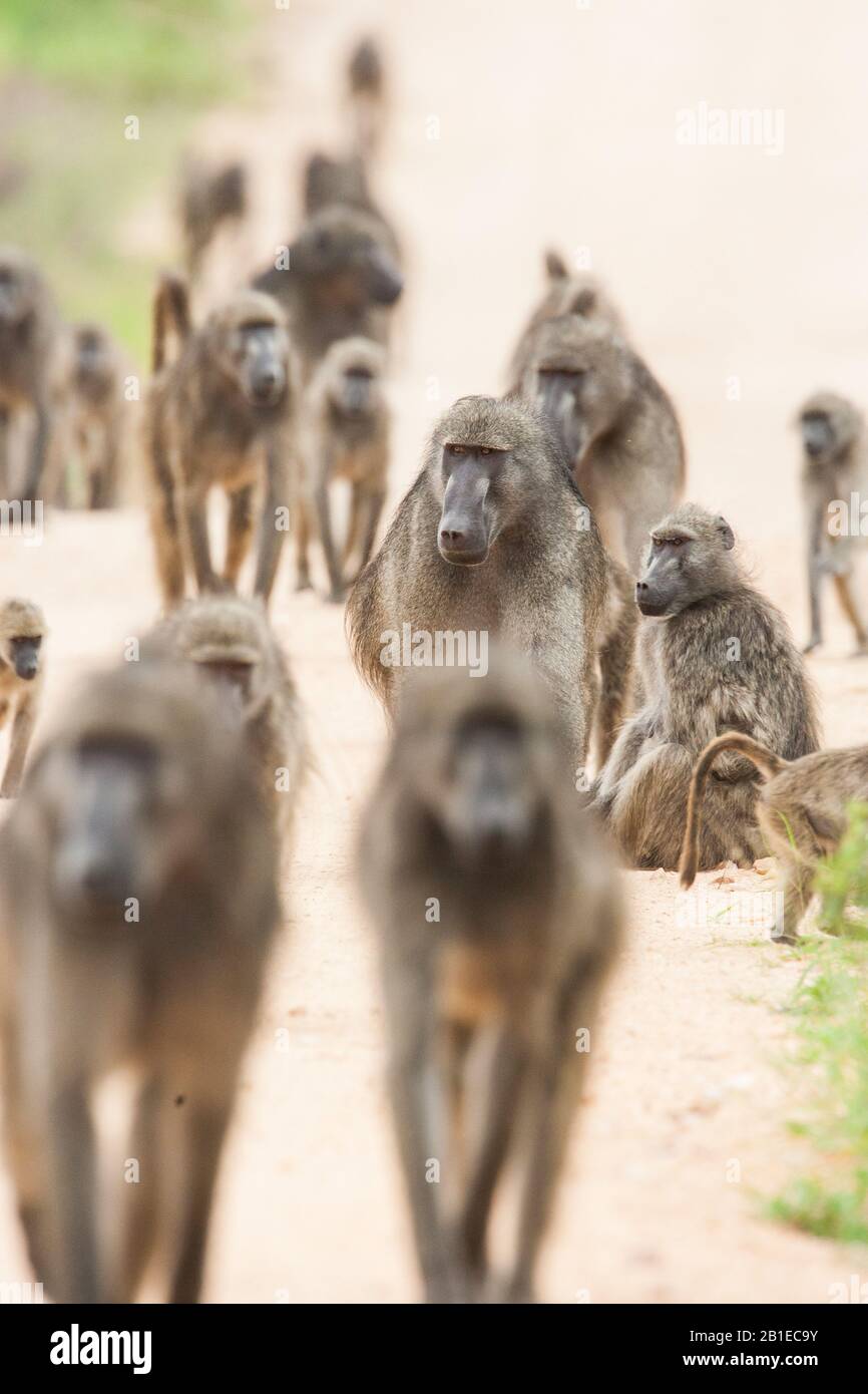 Chacma Pavian, Abius Pavian, Olive Pavian (Papio ursinus, Papio Cynocephalus ursinus), Gruppe, Südafrika, Mpumalanga, Kruger National Park Stockfoto