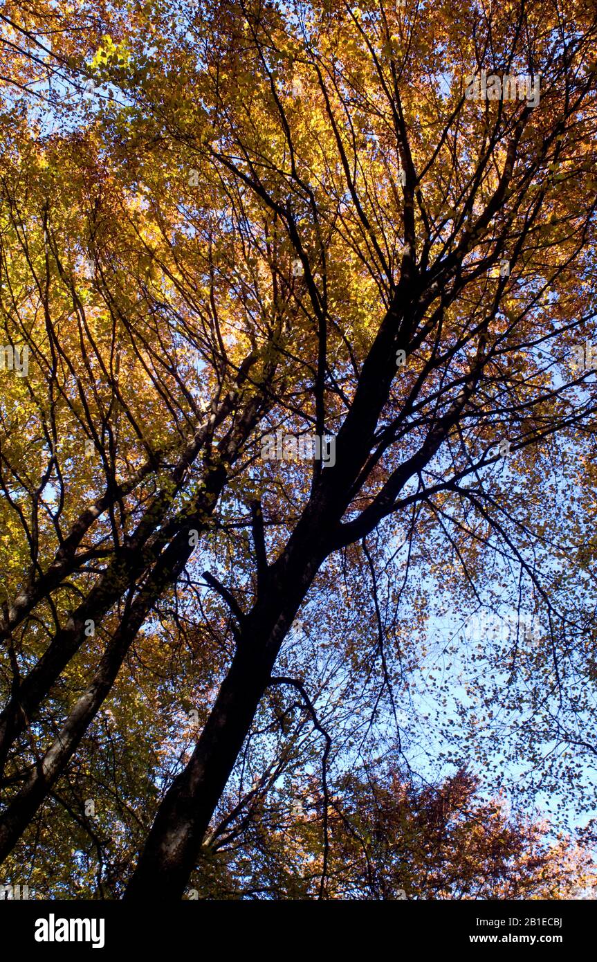 Bäume im Herbst, Morvan Regional Park, Nievre, Frankreich Stockfoto