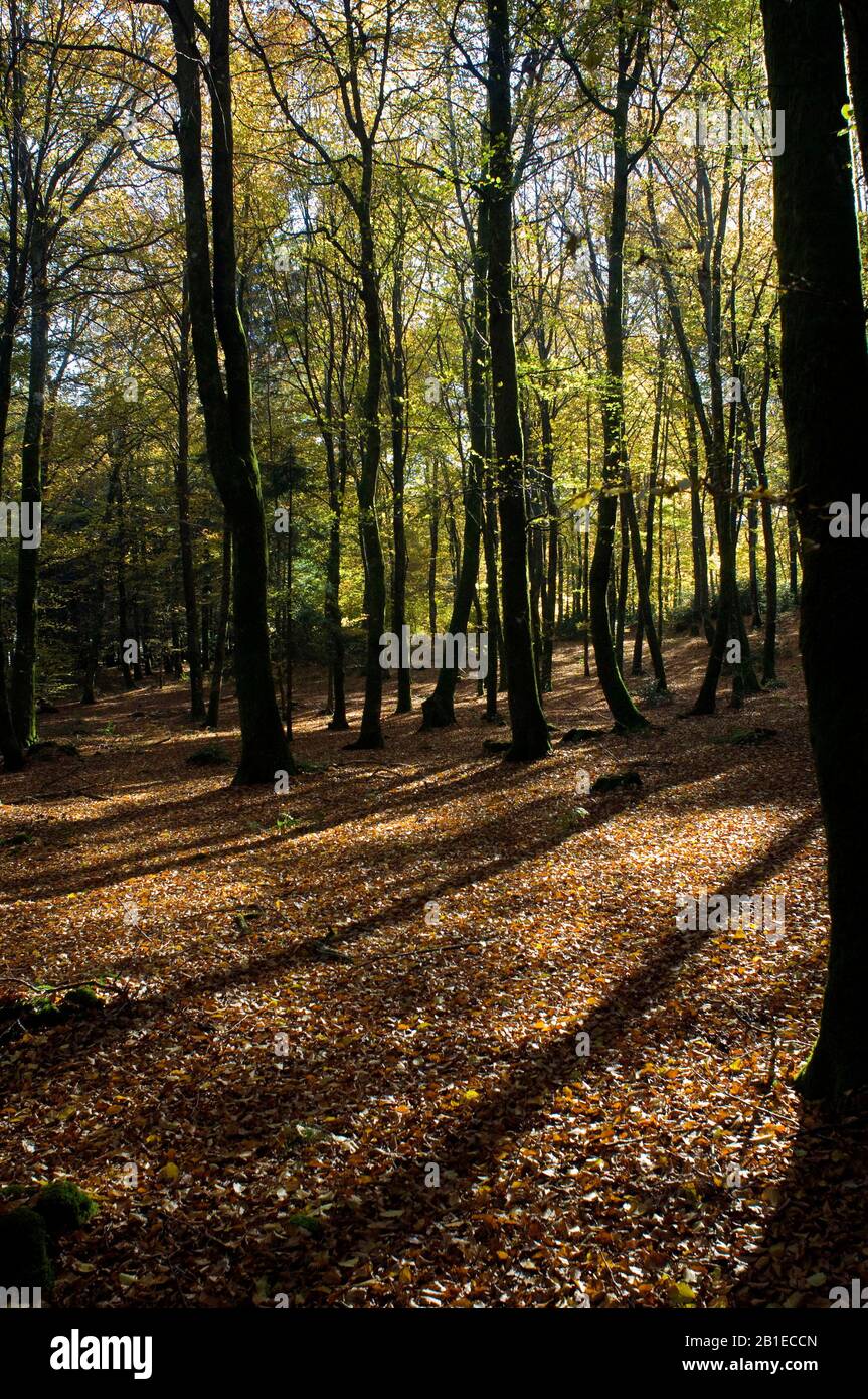 Wald im Herbst, Morvan Regional Park, Nievre, Frankreich Stockfoto