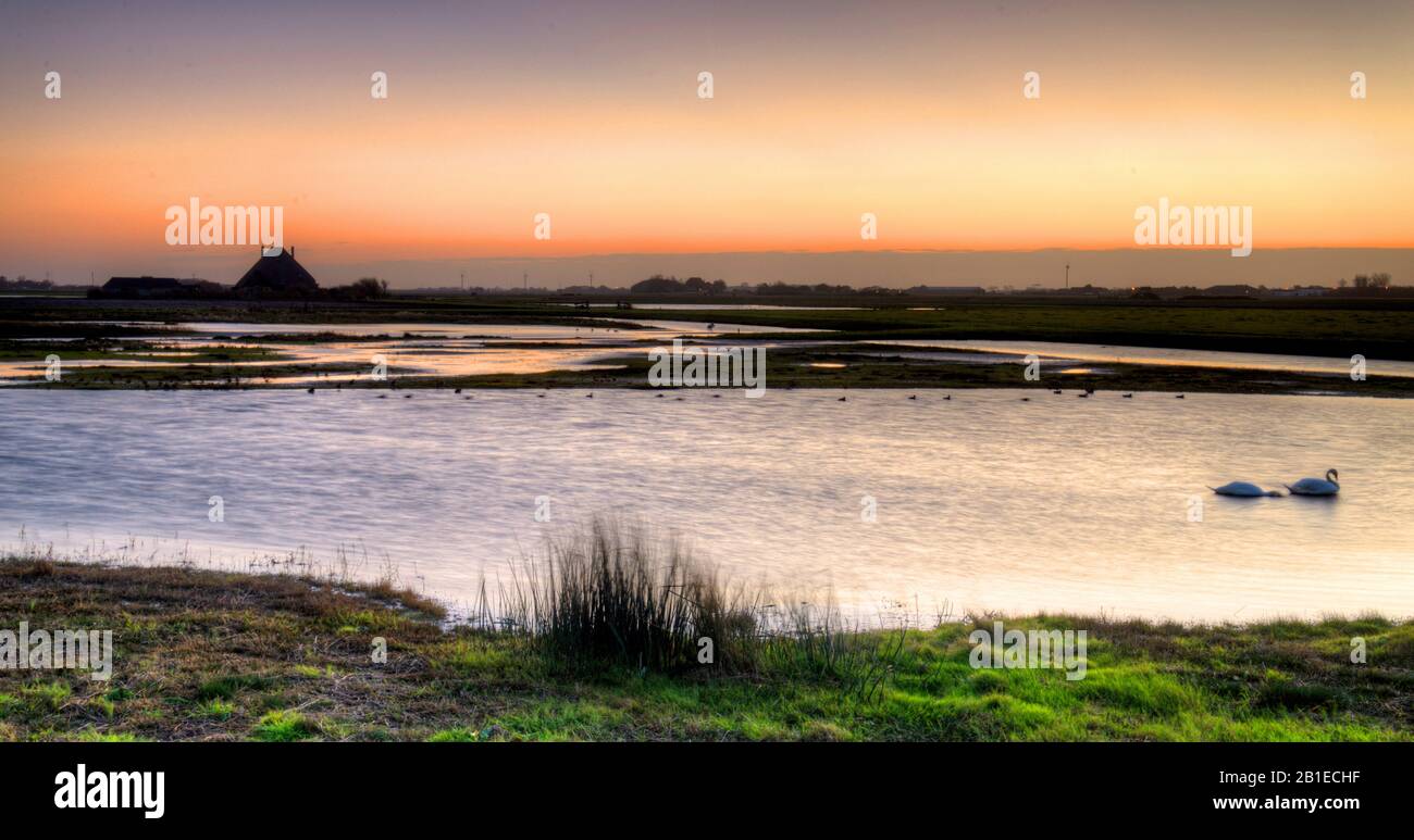 Mute Swan (Cygnus olor), Zandpolder bei Sonnenaufgang, Niederlande, Zandpolder, Callantsoog Stockfoto