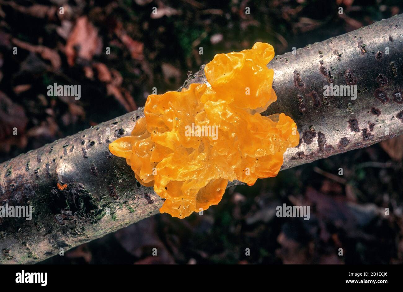 Gelbhirn, Goldener Gelee, Gelber Zitterling, Witches' Butter (Tremella mesenterica, Tremella lutescens), auf einem Ast, Deutschland, Bayern, Murnauer Moos Stockfoto