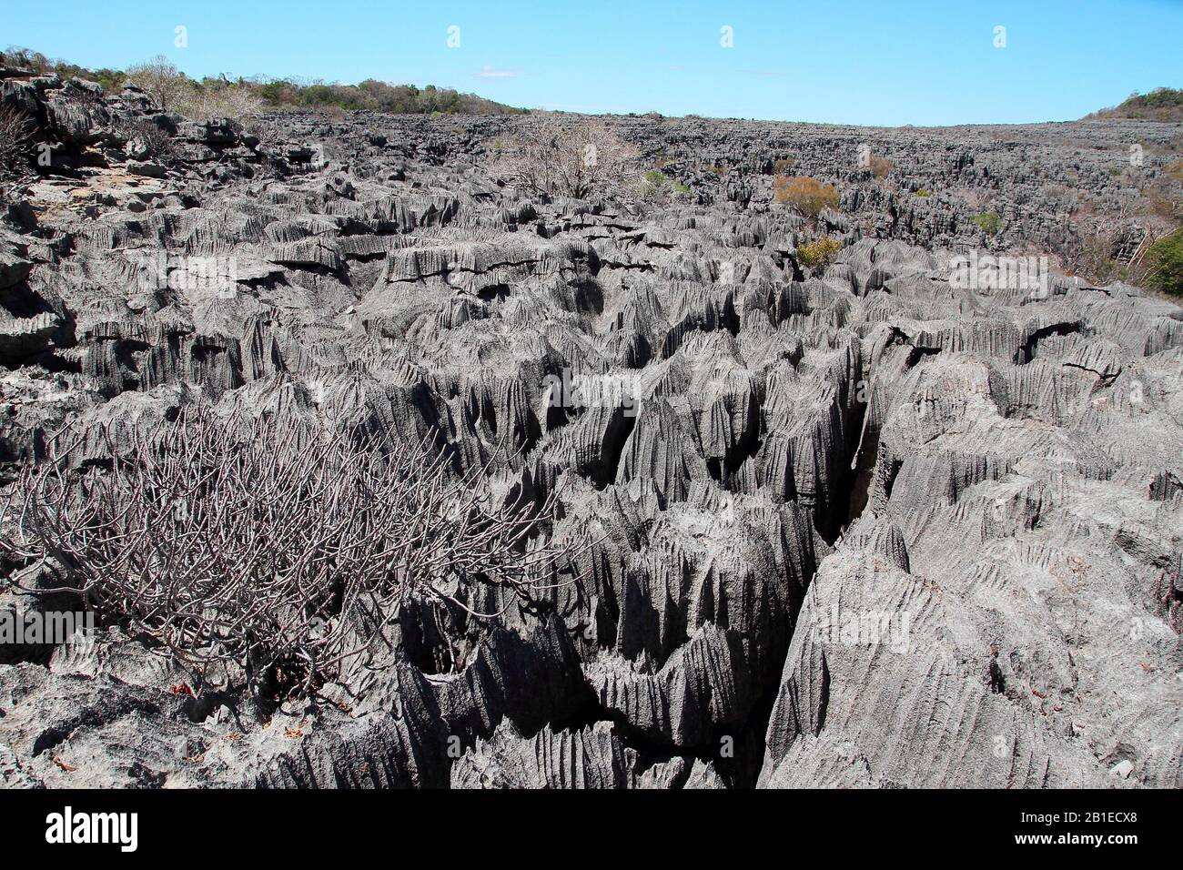 Ankarana-Nationalpark, Blick auf tsingy, uraltes fossiles Korallenriffe mit scharfen Kanten tritt aus dem Ozean hervor, PN 18 220 ha über 35 km, Gesamtplan, Nort Stockfoto
