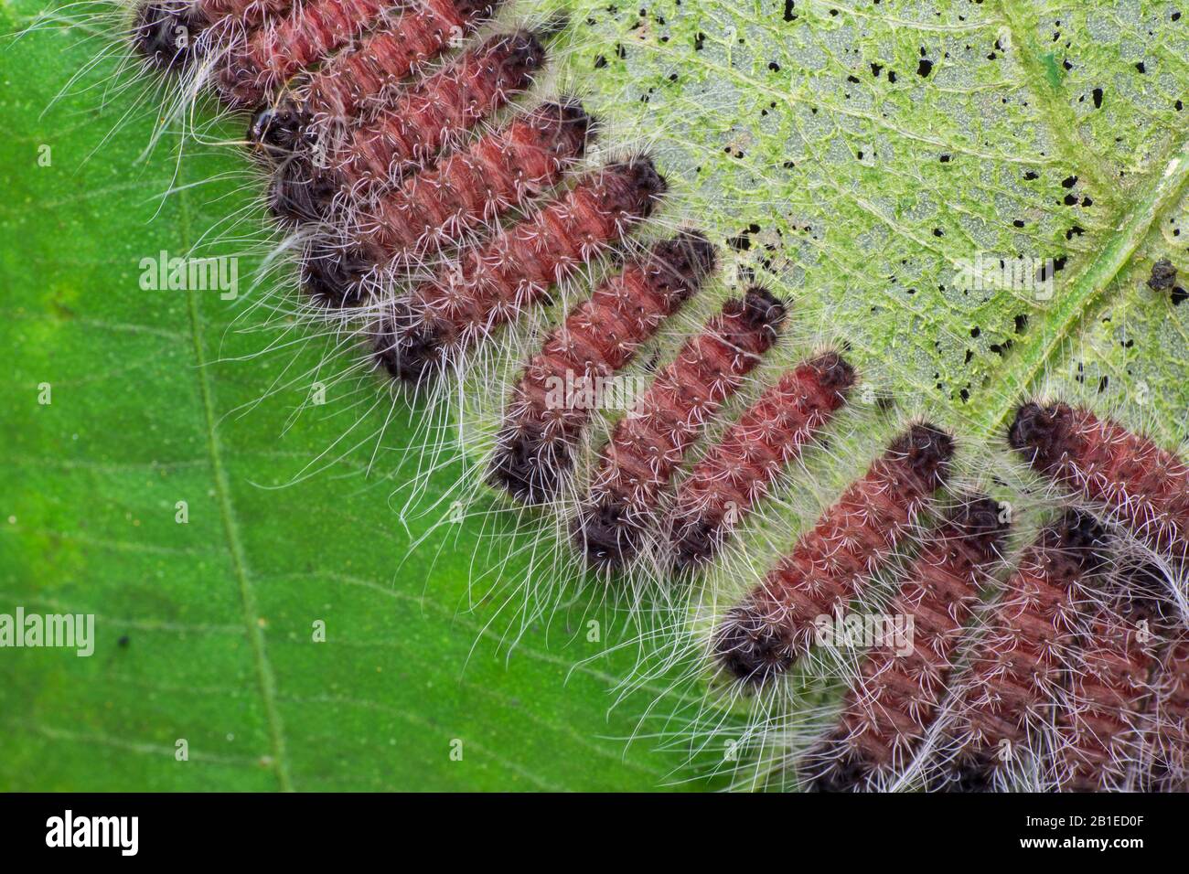 Lepidoptera; Raupe; Hairy Raupe essen; Singapur Stockfoto