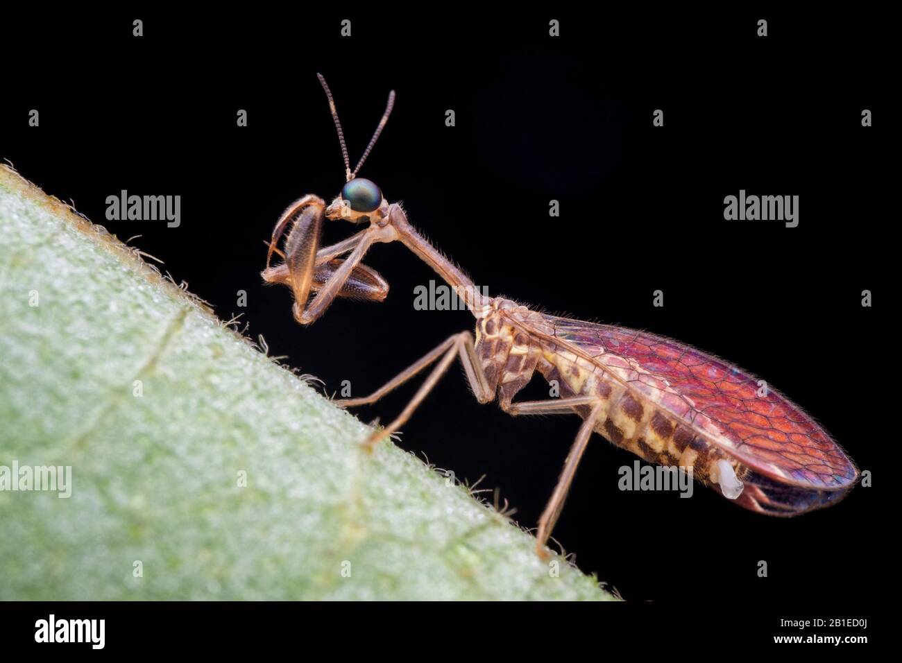 Mantispidae sp Fotos und Bildmaterial in hoher Auflösung Alamy