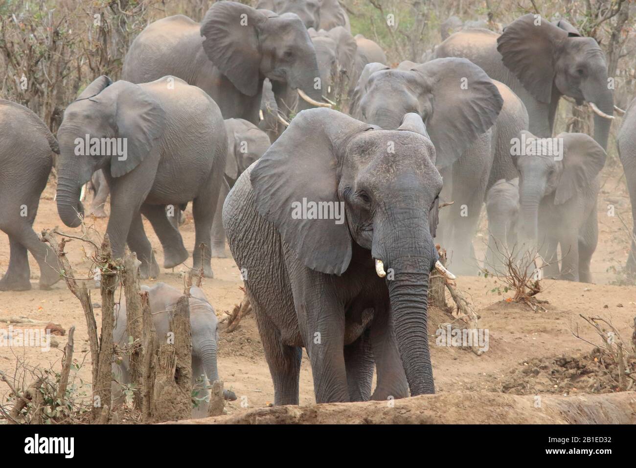 Afrikanischer Elefant (Loxodonta africana) im Staub, Kruger-Nationalpark, Südafrika Stockfoto