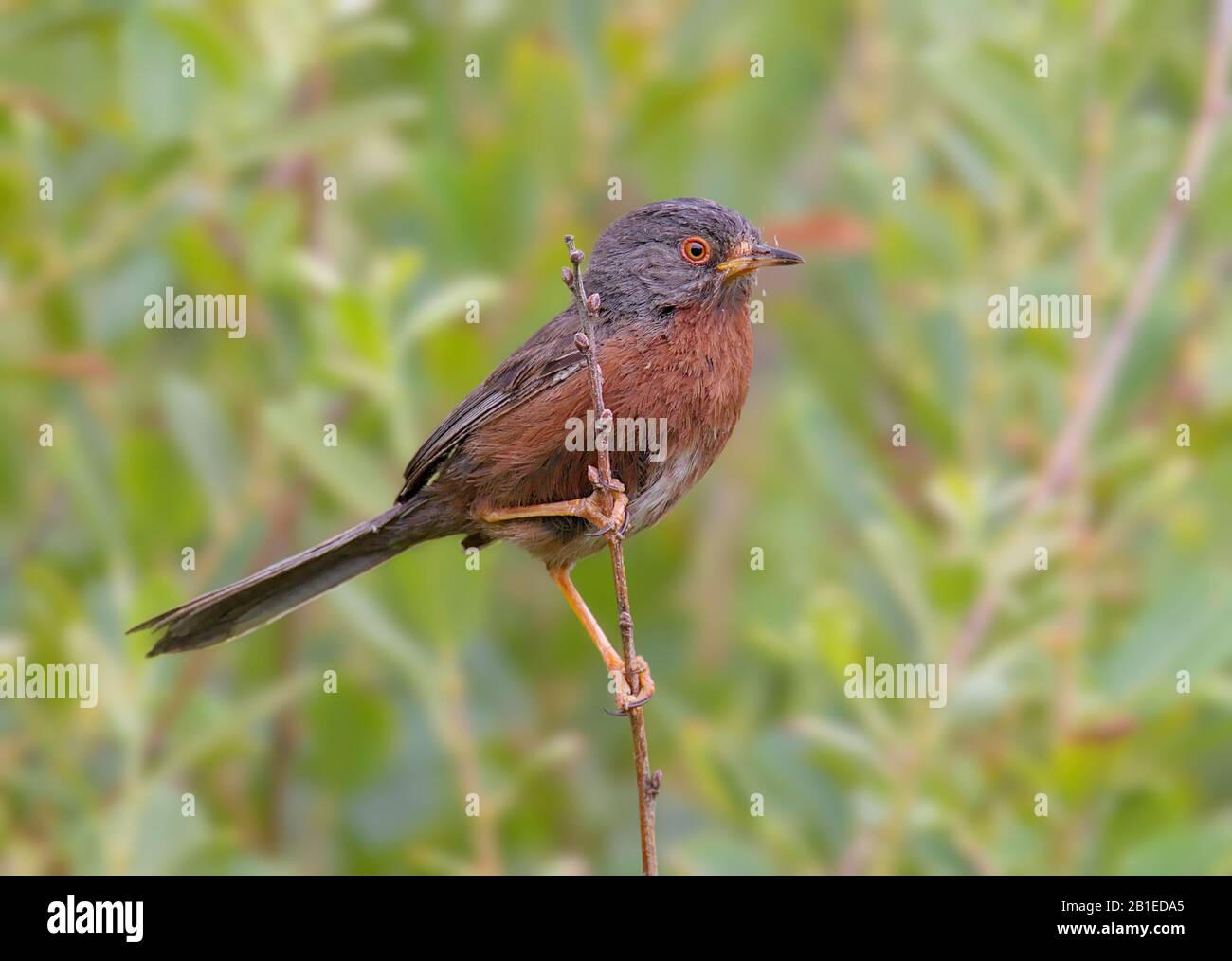 Dartford Warbler, Sylvia Undata, zog auf EINE Twig, die nach Rivalen suchte, die ihr Terrirtory verteidigen. In Hengistbury Head UK aufgenommen Stockfoto