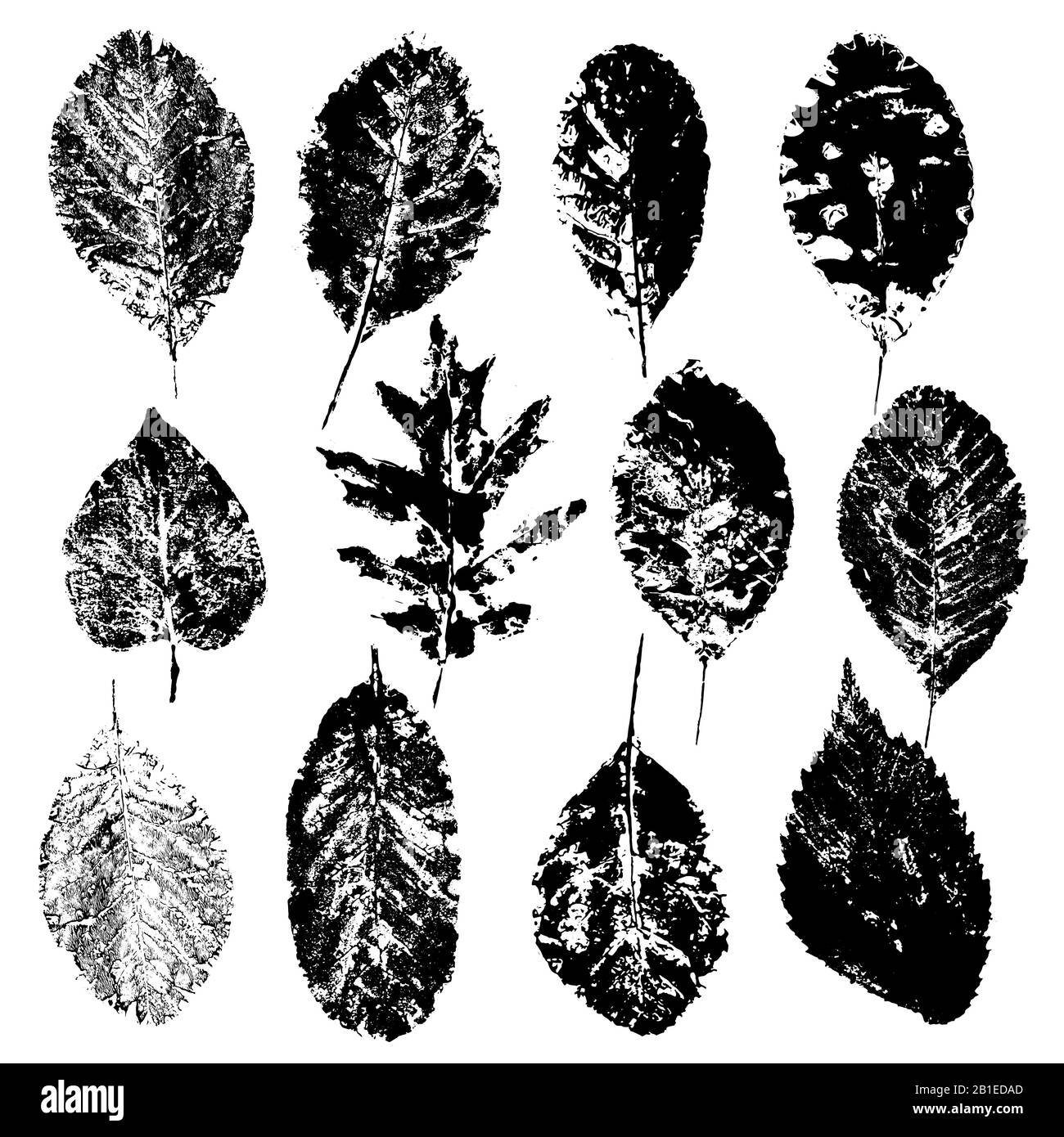 Set aus Designelementen, isoliert auf weißem Hintergrund. Verschiedene Blätter sammeln. Dekorative Elemente für die Gestaltung. Stock Vektor