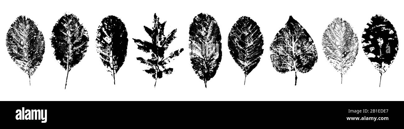 Set aus Designelementen, isoliert auf weißem Hintergrund. Verschiedene Blätter sammeln. Dekorative Elemente für die Gestaltung. Stock Vektor