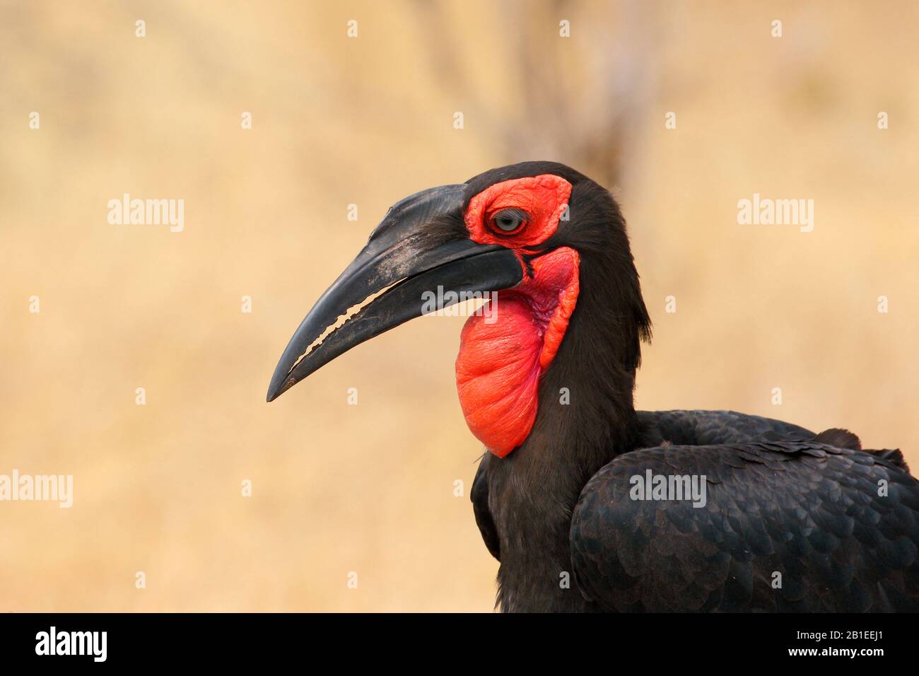Südlicher Grund-Hornbill (Bucorvus leadbeateri) Stockfoto