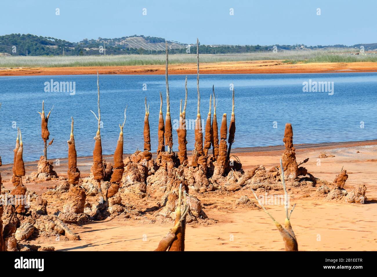 Süßwasserschwaden an Trunks, Embalse de Gossan, Niedrigwassersee bei Rio Tinto, El Campillo, Andalusien, Spanien Stockfoto