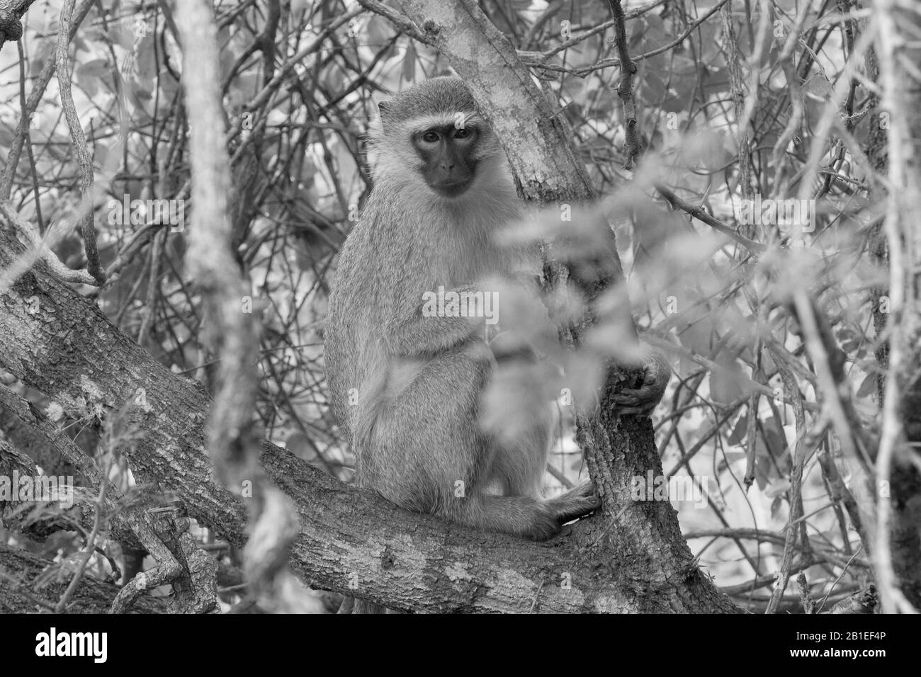 Einen niedlichen Affen in den Krüger National Park, Südafrika Stockfoto