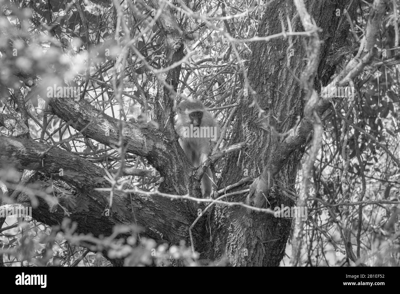 Einen niedlichen Affen in den Krüger National Park, Südafrika Stockfoto