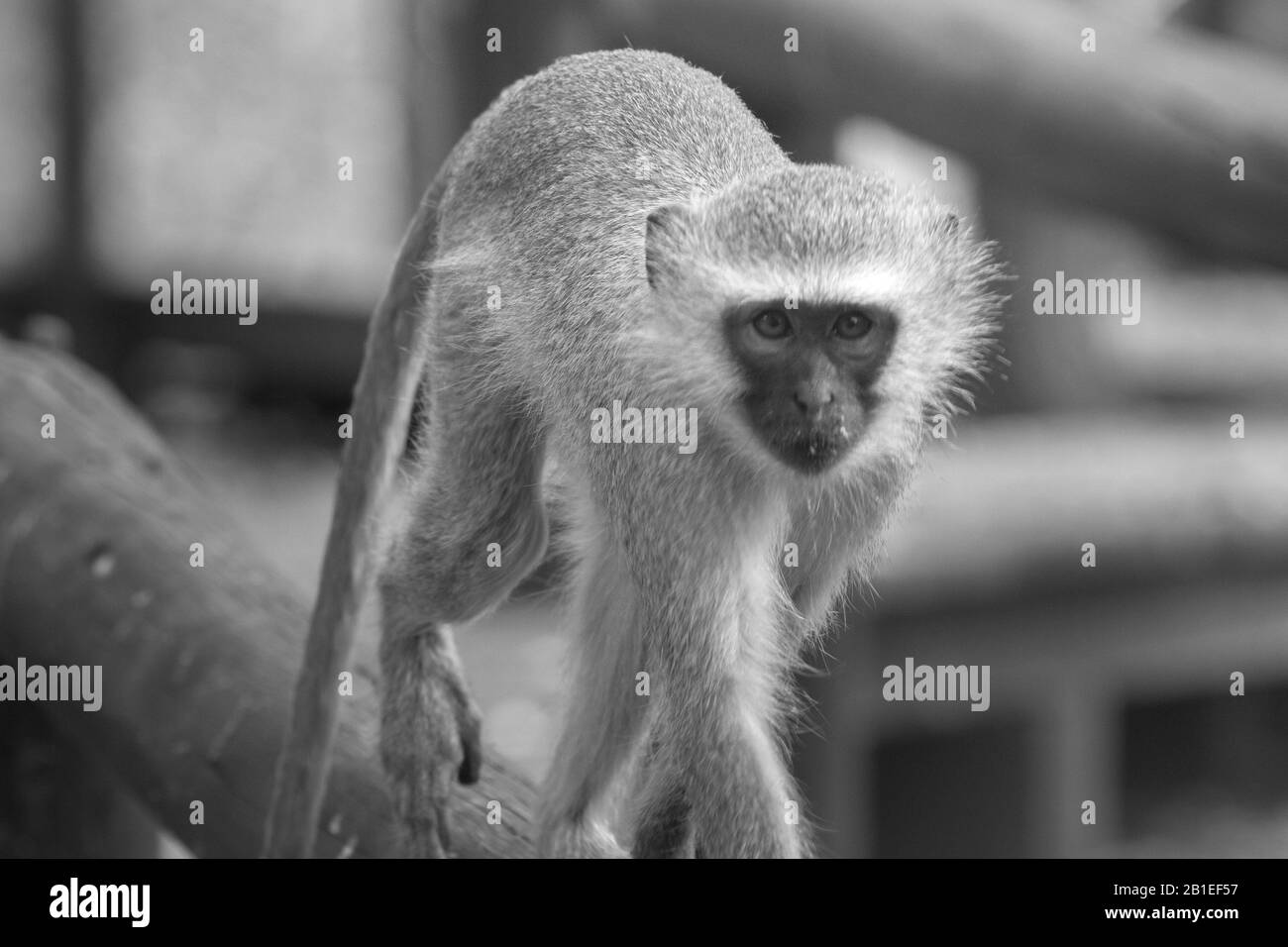 Einen niedlichen Affen in den Krüger National Park, Südafrika Stockfoto