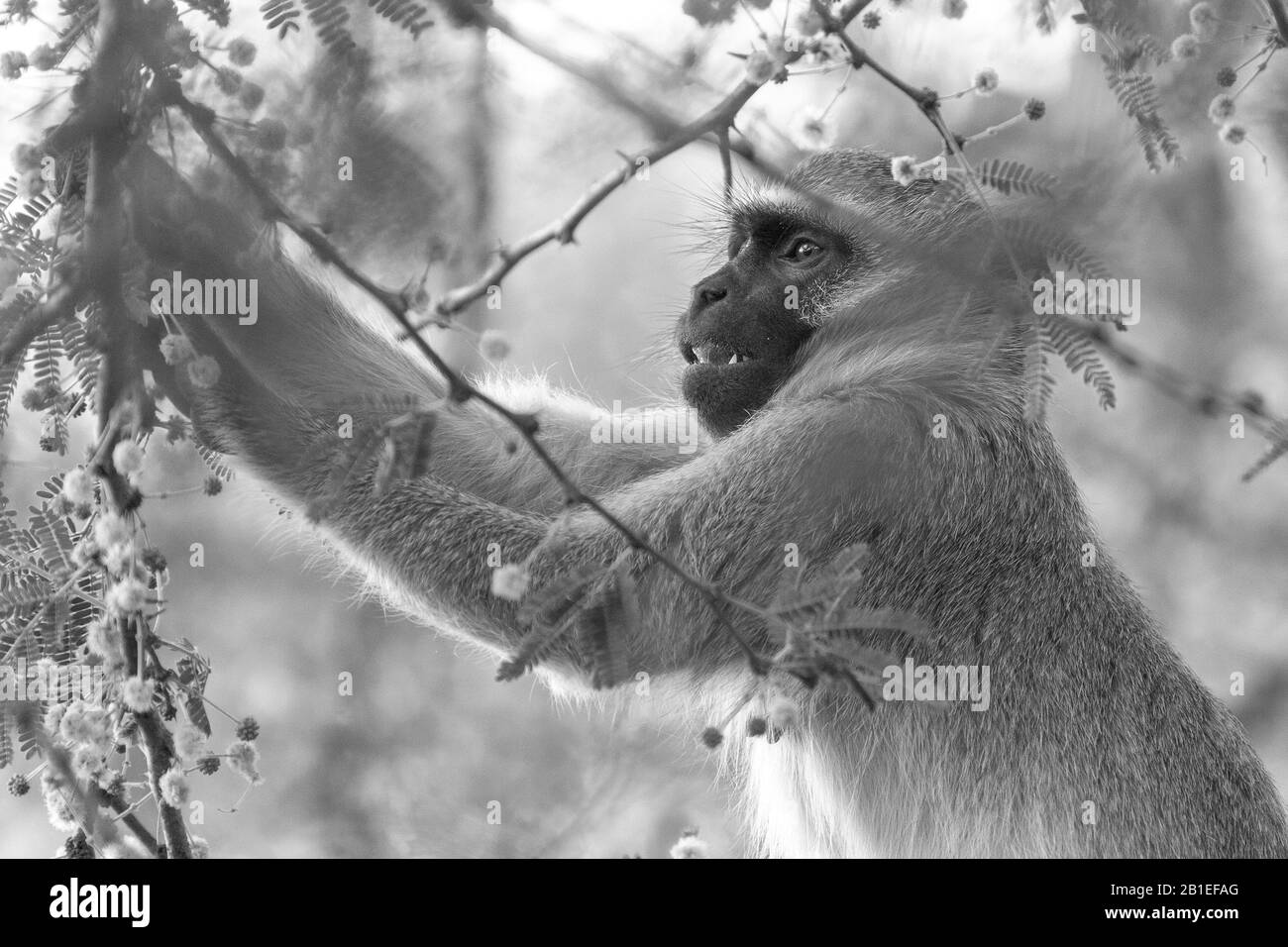 Einen niedlichen Affen in den Krüger National Park, Südafrika Stockfoto
