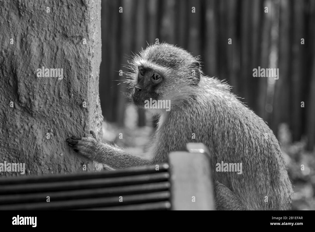 Einen niedlichen Affen in den Krüger National Park, Südafrika Stockfoto