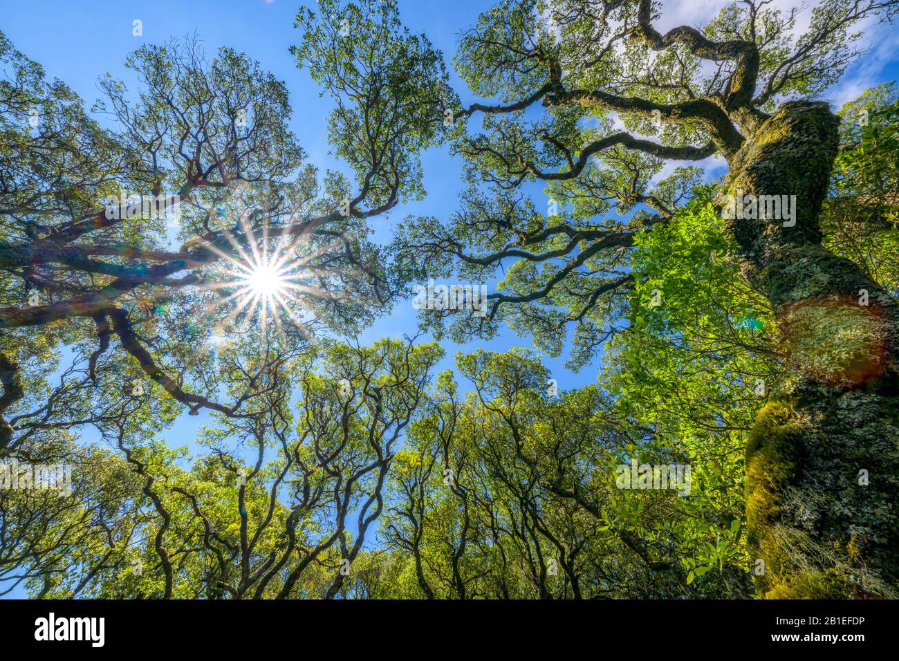 Verdrehte Silhouetten von sehr alten Breitblättrigen Phillyrea (Phillyrea latifolia), mediterranen Arten, Bucaco Protected Forest, Portugal Stockfoto