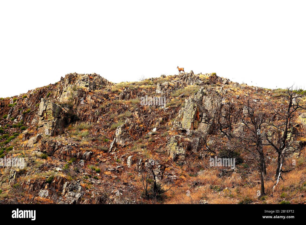 Hintergrundbild eines Chamois (Rupicapra pyrenaica) in einem asturischen Gebirge im Herbst, oktober, Gipfel Europas, Cangas de Narcea, Gijon, Spanien Stockfoto