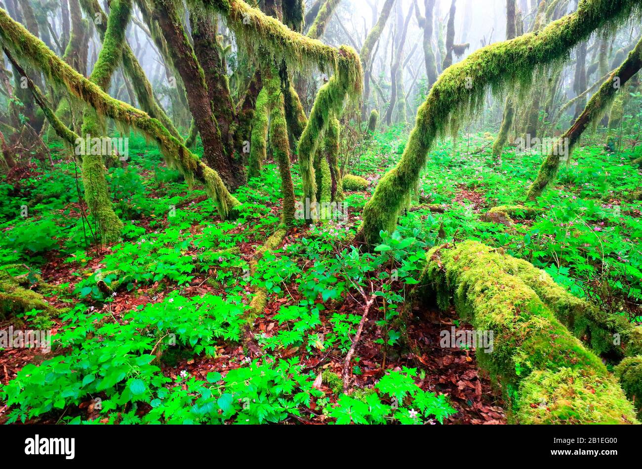 Lorbeer Wald im Frühjahr, Kanarische Geranium, Las Hayas, La Gomera, Santa Cruz, Spanien Stockfoto