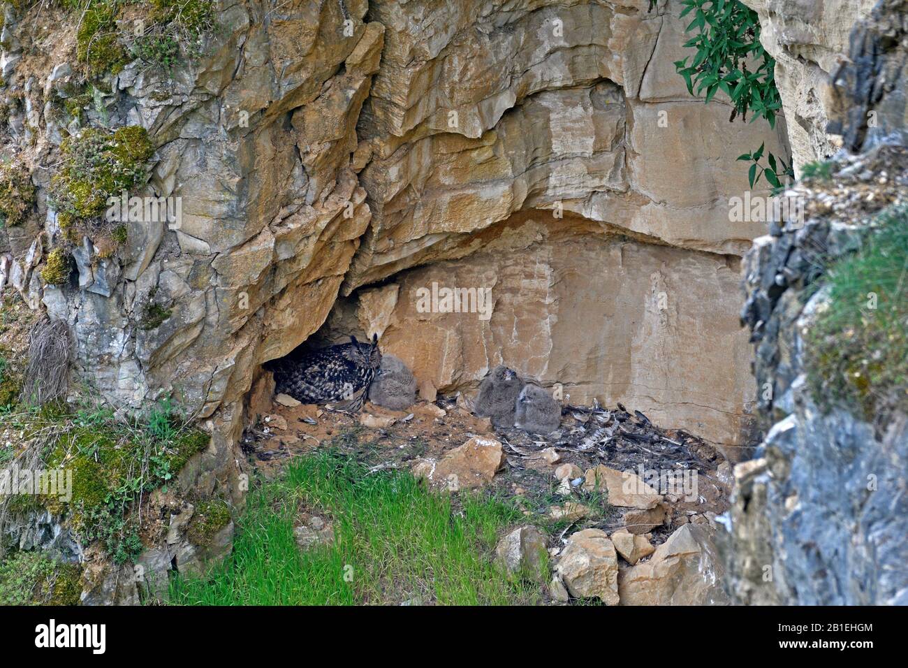 Adler-Eule (Bubo bubo) nistet in einem verlassenen Steinbruch, jung in Nest, Pays de Montbeliard, Doubs, Frankreich Stockfoto