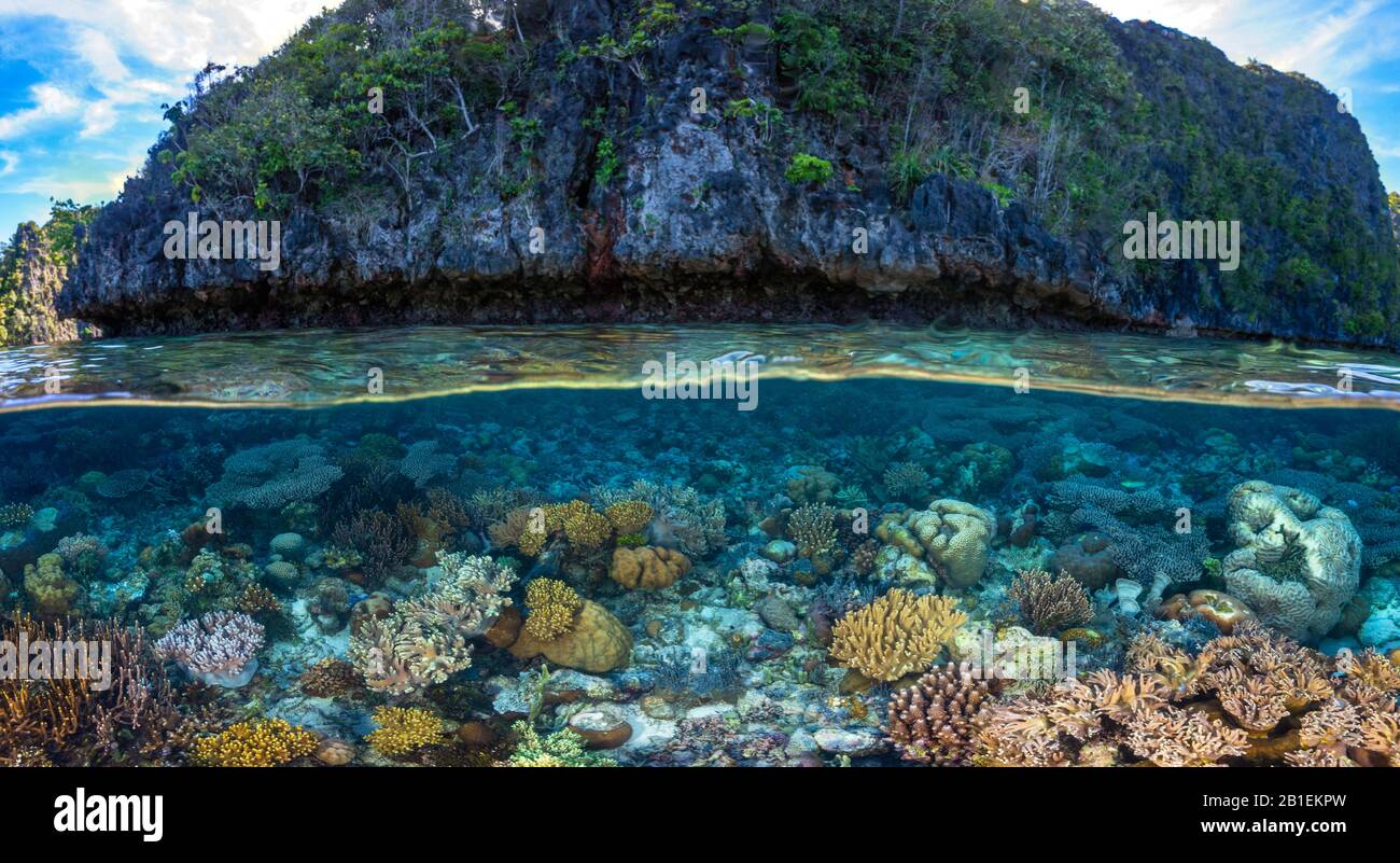 Panorama von Korallen zu Felsen, Raja Ampat, Indonesien Stockfoto