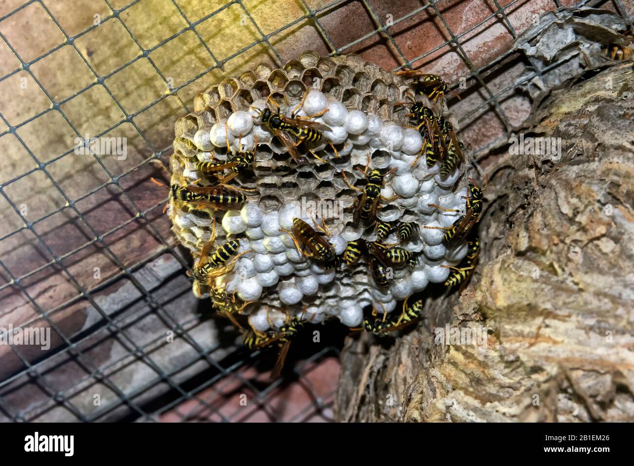 Wasp Nest House Stockfotos Und Bilder Kaufen Seite 2 Alamy